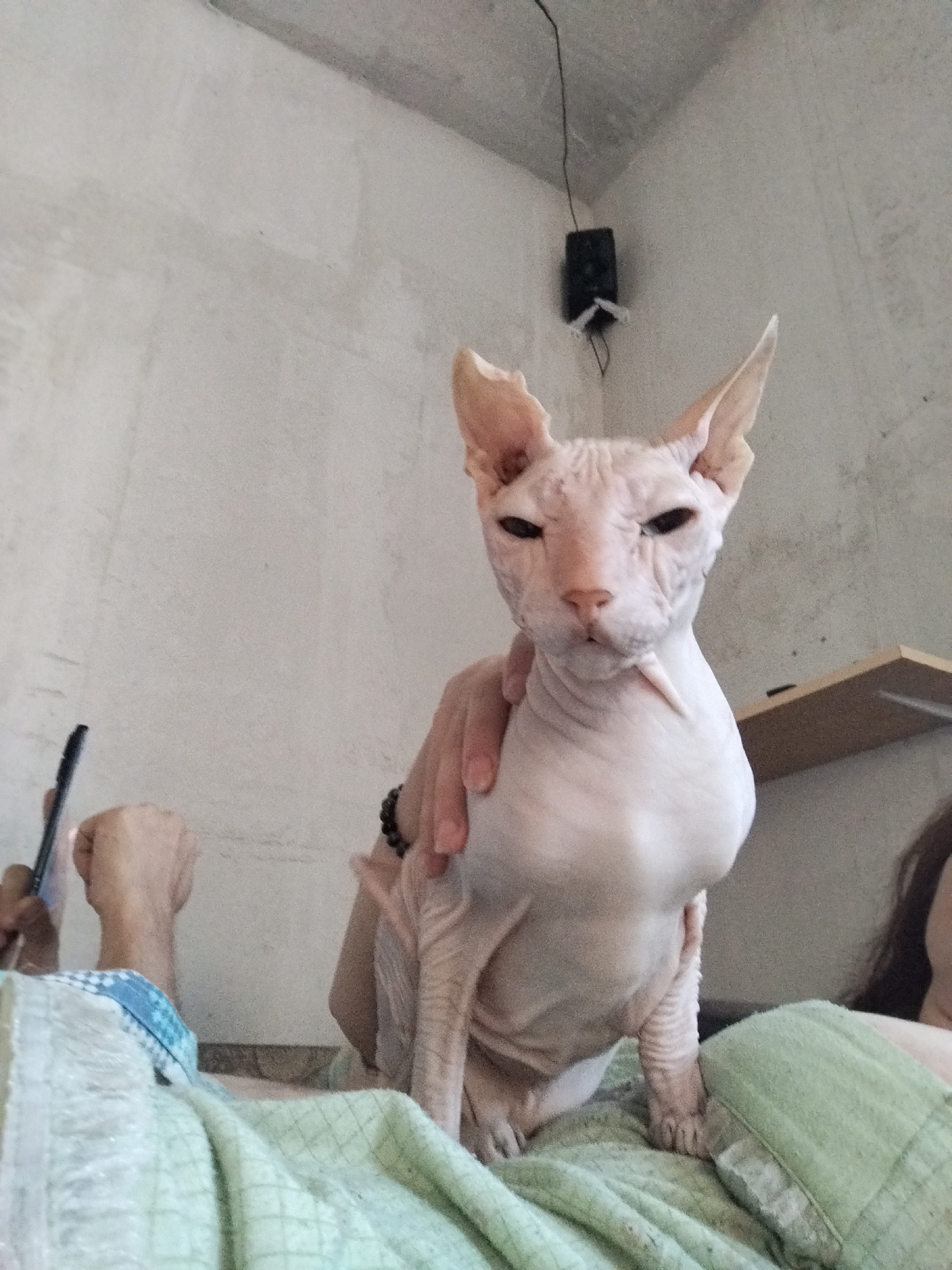 A Sphynx cat is seated on a light green blanket, with a person's hand resting on its back. The cat has prominent ears and is looking directly at the camera with a stern expression. To the left, another person's arm is visible, holding a black object that appears to be a phone. The background consists of a textured, light-colored wall, with a black electrical device mounted high up. A wooden shelf is also visible on the right side of the image. The scene appears to be indoors, possibly in a residential setting in Zavodoukovsk, Russia.