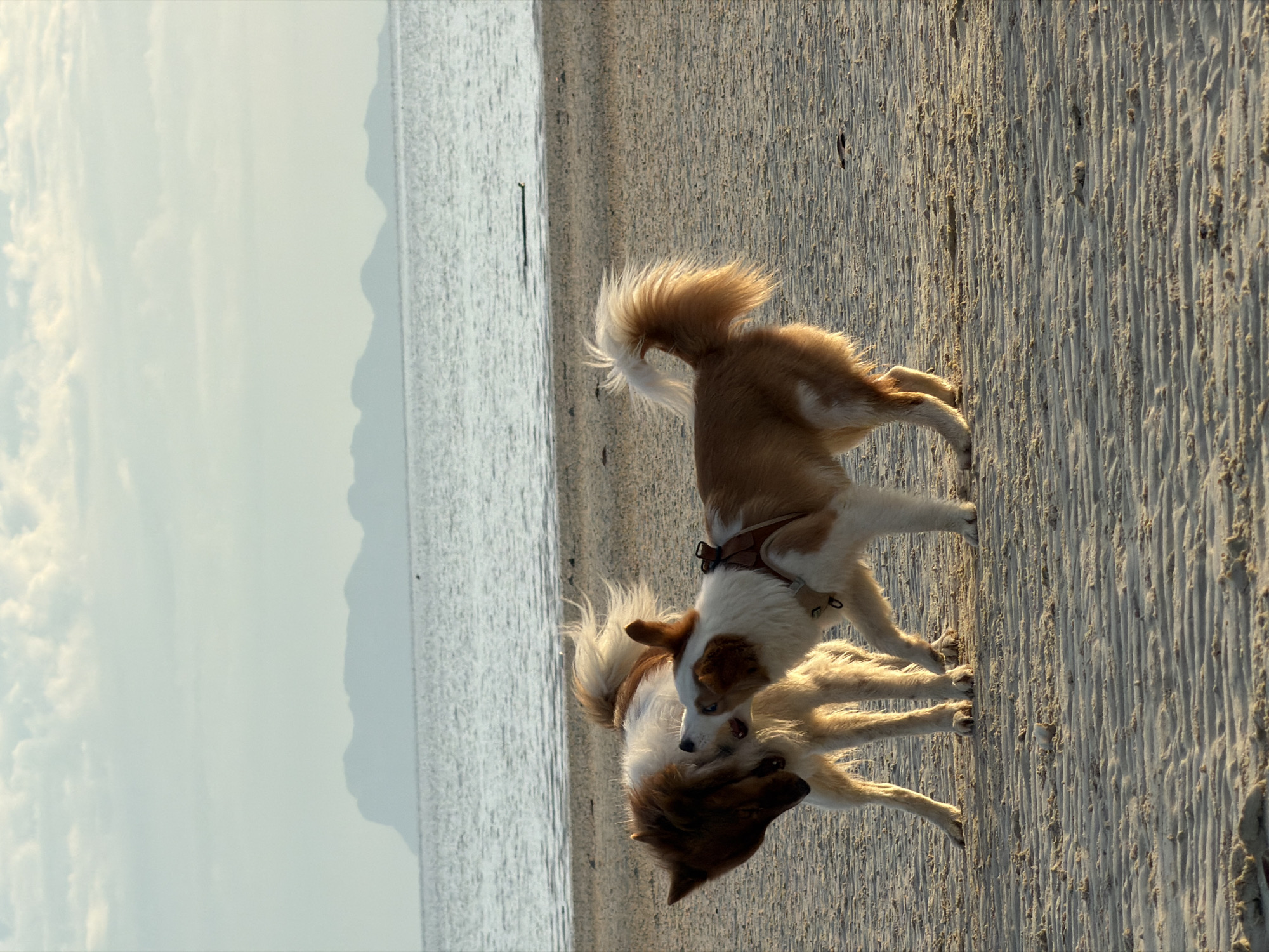 Two dogs are playing on a sandy beach. The dog in the foreground is mostly white with brown markings on its head and back. It is wearing a harness. The second dog, behind the first, is light brown and white with a fluffy tail. The dogs appear to be interacting playfully, with their heads close together. The beach has textured sand with visible ripples. The ocean is to the left of the frame, with a calm surface reflecting the sky. In the distance, hills or mountains are faintly visible. The sky is a pale blue with some soft, white clouds, suggesting it is daytime, likely late afternoon or early morning due to the warm, low-angled light casting long shadows. The setting is a tropical beach in Koh Phangan, Thailand. No text is visible in the image.