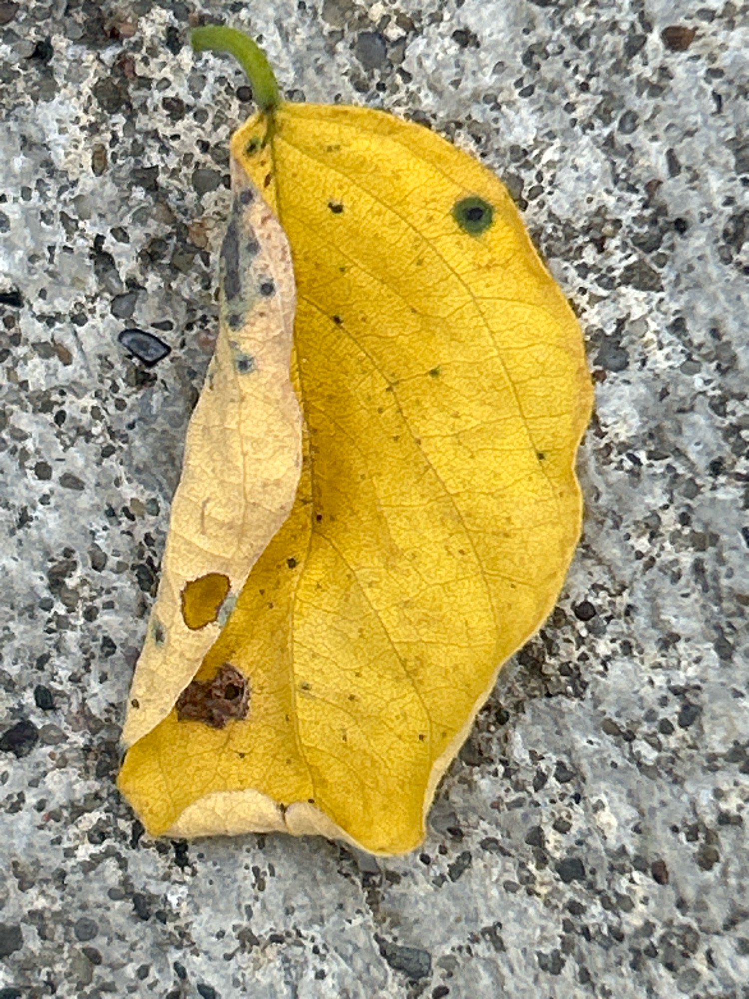 A single yellow leaf lies on a gray, speckled surface, possibly pavement or concrete. The leaf is partially curled and shows signs of decay, with some brown spots and a small hole. A thin, green stem is visible at the top left of the leaf. The surface beneath the leaf has a textured, granular appearance with varying shades of gray and small dark particles.