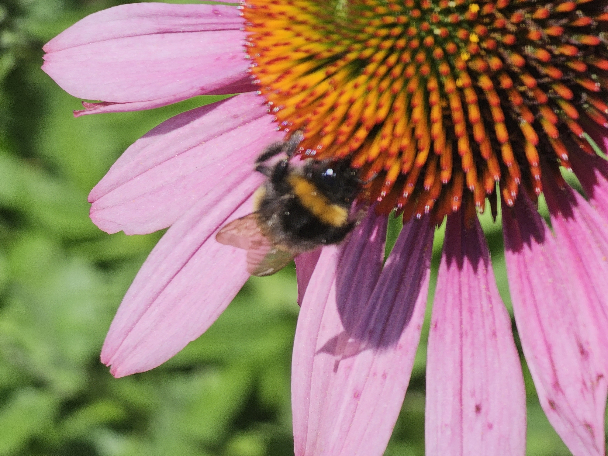 A bumblebee is collecting nectar from a pink coneflower. The flower has long, slender pink petals and a spiky orange and yellow center. The background is blurred green foliage. The image was taken in Khimki, Russia.