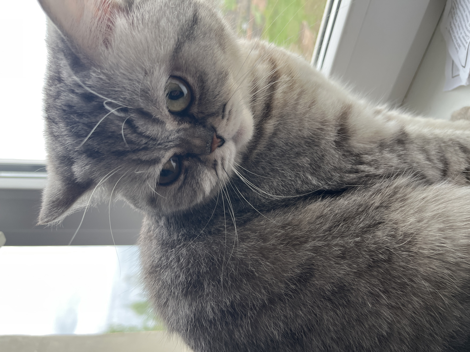 A close-up shot of a gray cat with a tilted head, looking at the camera. The background shows a window frame and blurred greenery. The cat appears to be sitting on a windowsill. No people are visible. The image was taken in Chaikovsky, Russia.