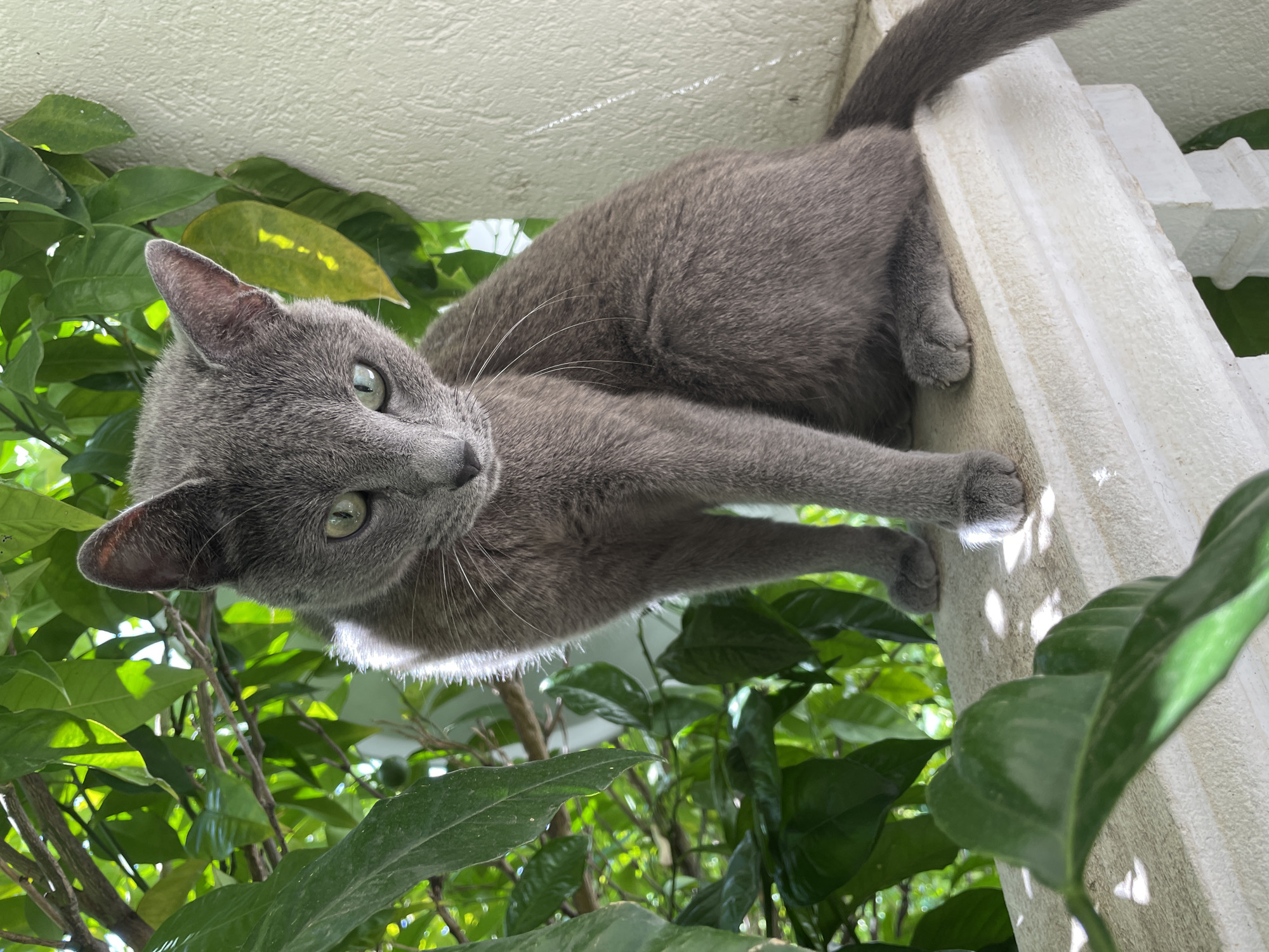 A gray cat is positioned on top of a white pillar or wall, seen from a low angle looking up. The cat is surrounded by green foliage, possibly from a tree or shrubs. The cat is facing downwards with its body sprawled along the pillar, one of its paws visible and gripping the edge. The background includes some white structure or wall. The location is identified as Budva, Montenegro, based on external knowledge. The scene is outdoors and well-lit, capturing the cat in a natural setting amidst the greenery.