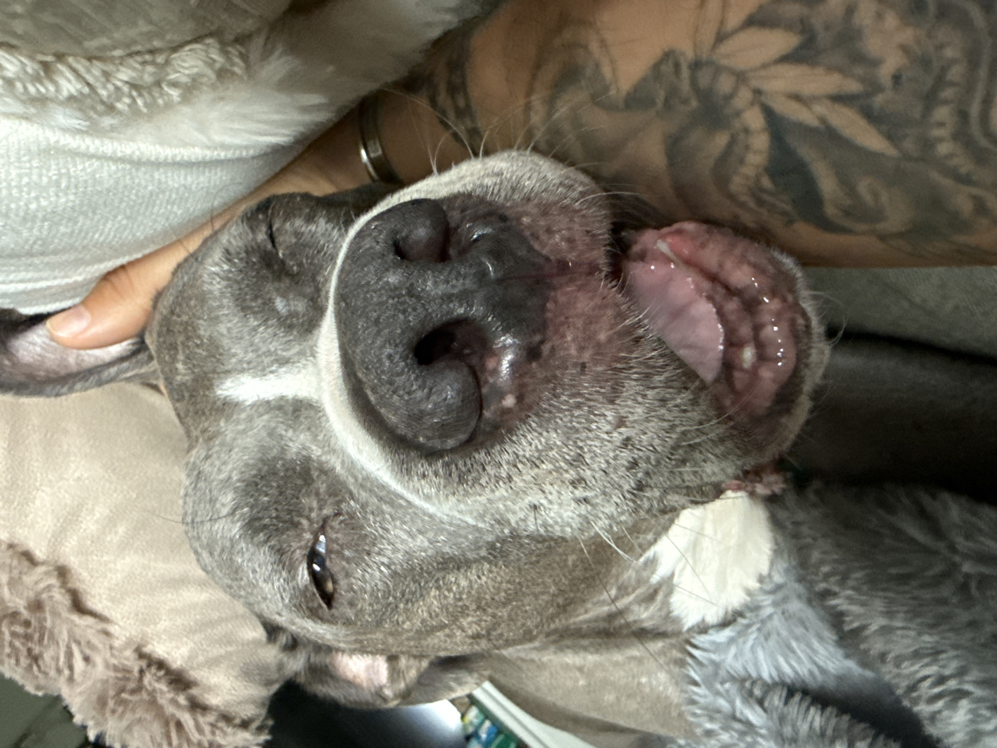 Close-up shot of a gray dog with a white stripe on its head, lying on its back, with its mouth open and tongue sticking out. Part of a tattooed arm and a hand are visible near the dog. A blanket or soft surface is underneath the dog. The location is not discernible.