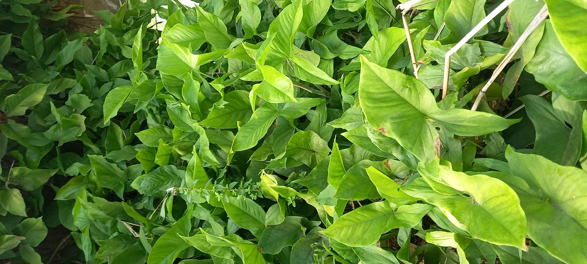 The image depicts a dense growth of lush green broadleaf plants, possibly a type of arum lily or similar tropical foliage. The leaves are heart-shaped and vary in size, with some showing slight variegation or lighter green patches. They overlap and intertwine, creating a thick carpet of greenery that fills the frame from edge to edge. The lighting suggests it is daytime, with some areas of the leaves illuminated by sunlight, highlighting their texture and veins. There are a few thin, dry, light-colored stalks or branches interspersed among the leaves, possibly remnants of dried plant material or support structures. The background is obscured by the density of the foliage, but hints of darker shadows and possibly a rough texture, like a wall or ground, can be discerned in places. The overall impression is one of abundant, vibrant plant life. This scene is located in Sidamulya, Indonesia, a region known for its tropical climate and diverse flora.