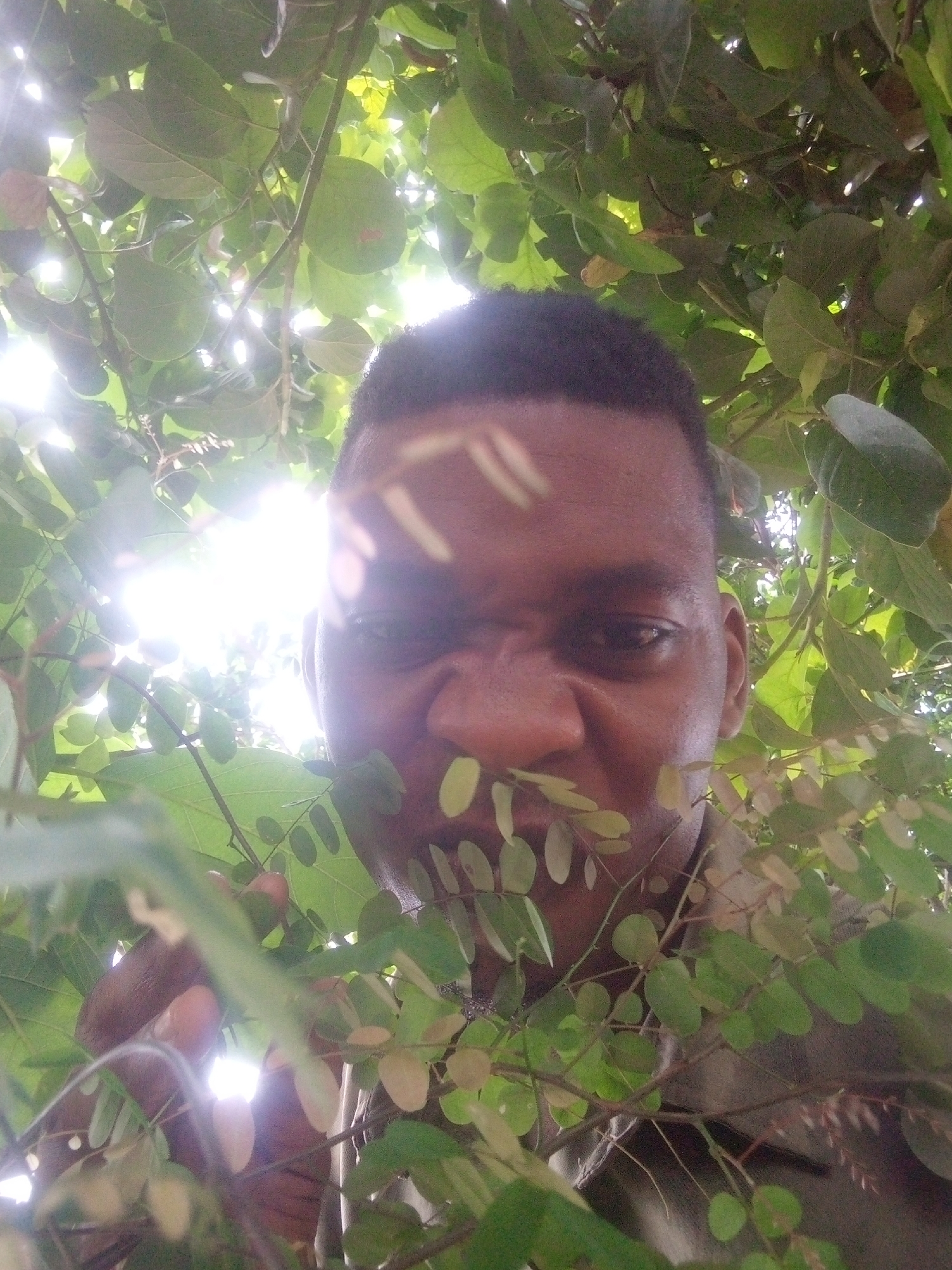 A low-angle, close-up shot depicts a dark-skinned man partially obscured by dense green foliage. Sunlight filters through the leaves, creating areas of bright illumination and shadows. The man's face is visible, with his nose and eyes discernible, although some features are shadowed or hidden by leaves. His hair is short and dark. The environment consists primarily of leaves and branches, suggesting an outdoor location under trees. The location of the scene is unknown.