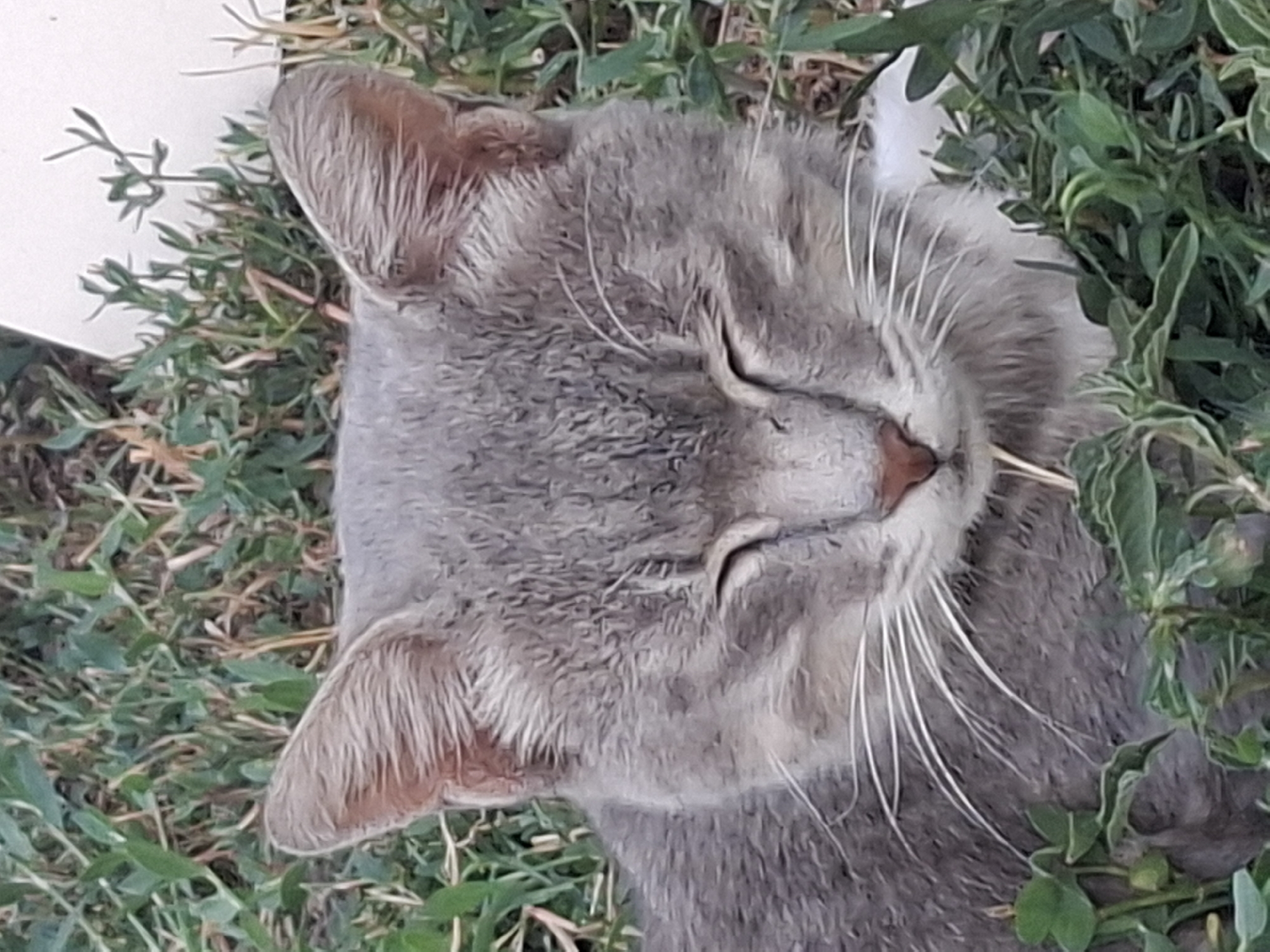 A close-up, eye-level, outdoor, medium shot captures a grey tabby cat resting amidst green foliage. The cat's eyes are closed, and its face is positioned centrally in the frame. The background consists of out-of-focus green grass and some light-colored object, possibly a wall or building, which appears to be a light grey or white. The lighting suggests it is daytime. The image does not provide any specific information or context related to the city of Almaty, Kazakhstan.