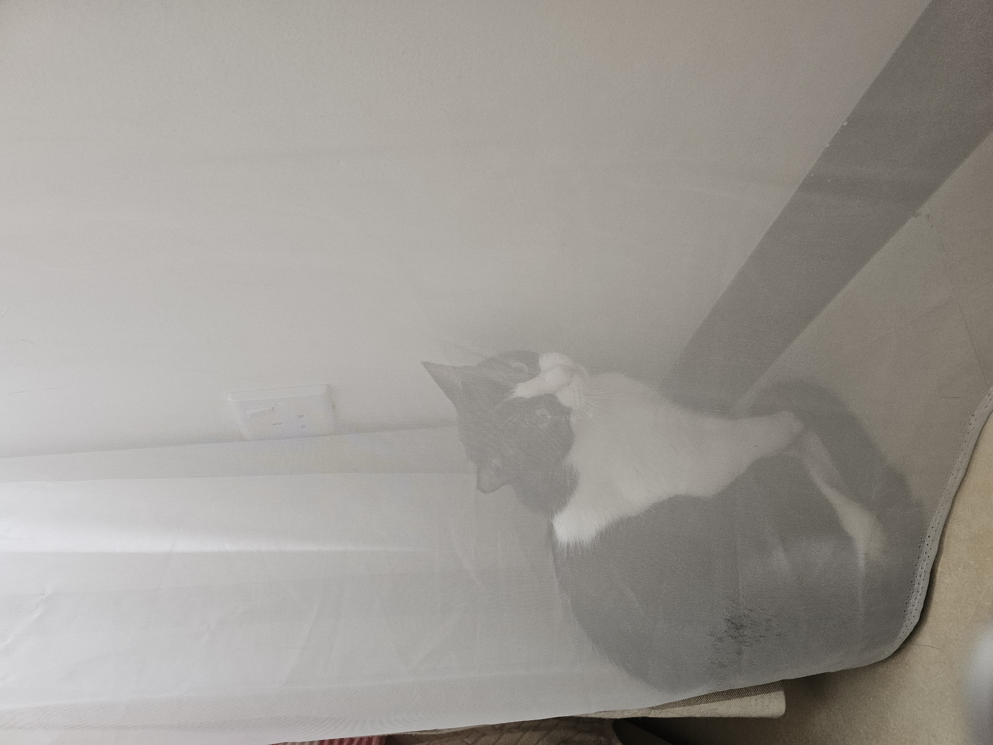 A black and white cat is hiding behind a sheer white curtain. The cat is positioned in the corner of a room, with its body partially obscured by the fabric. The wall behind the cat is white and features a light switch. The floor appears to be tiled or smooth. The scene is indoors, likely within a residential or commercial building in Manama, Bahrain.