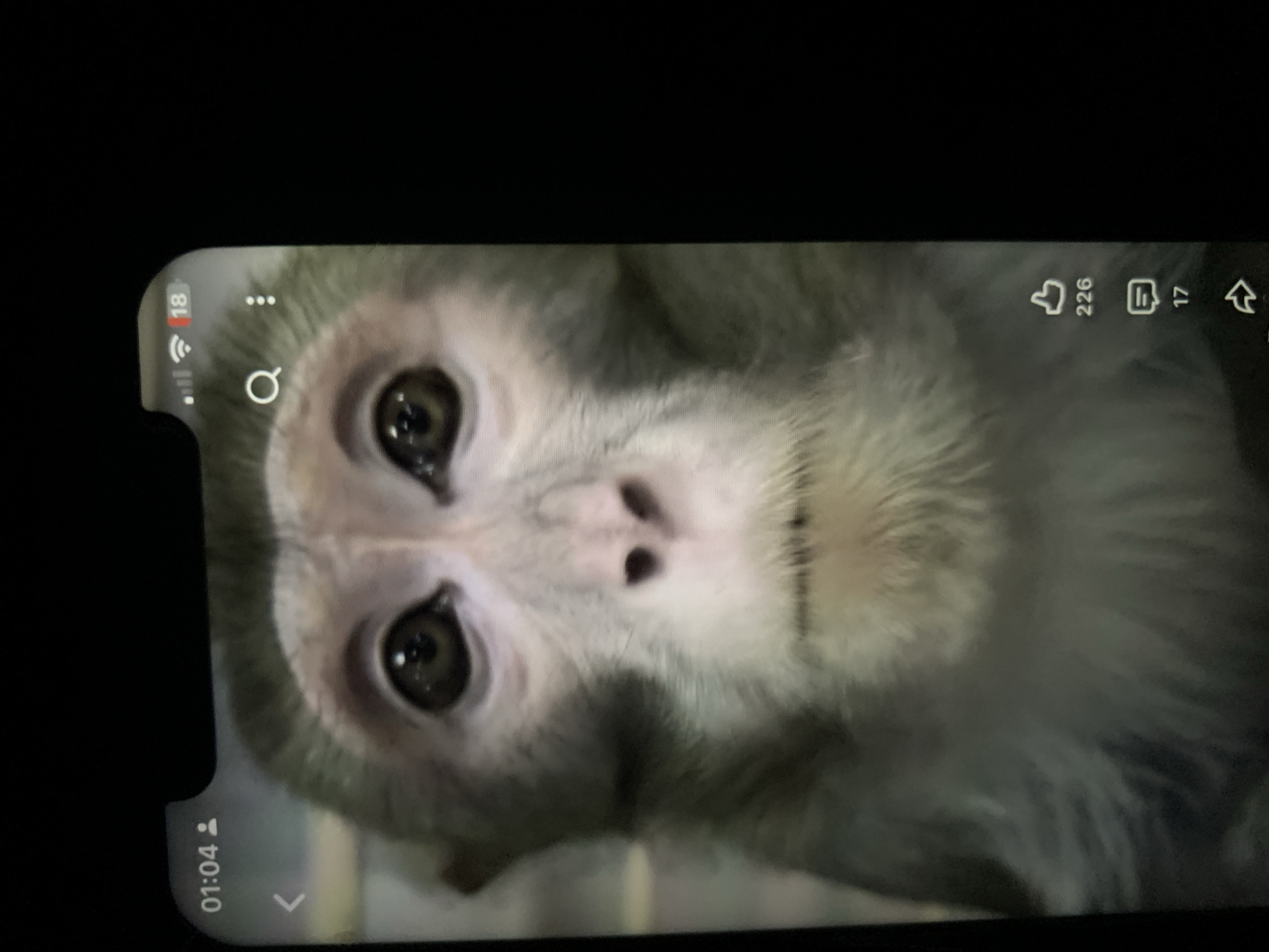 The image displays a close-up of a monkey's face, captured on a smartphone screen. The monkey has light-colored fur around its face, with dark eyes and nose. The screen shows a time of "01:04" in the top left corner, and signal/wifi indicators in the top right, along with a notification bubble showing "18". Below the monkey's face, there are icons indicating likes (226) and comments (17), as well as a share icon. The background of the image is dark, suggesting it was taken in low light conditions. There is no discernible information about the location within the city of Zhmerynka, Ukraine, or any context related to the animal's presence.