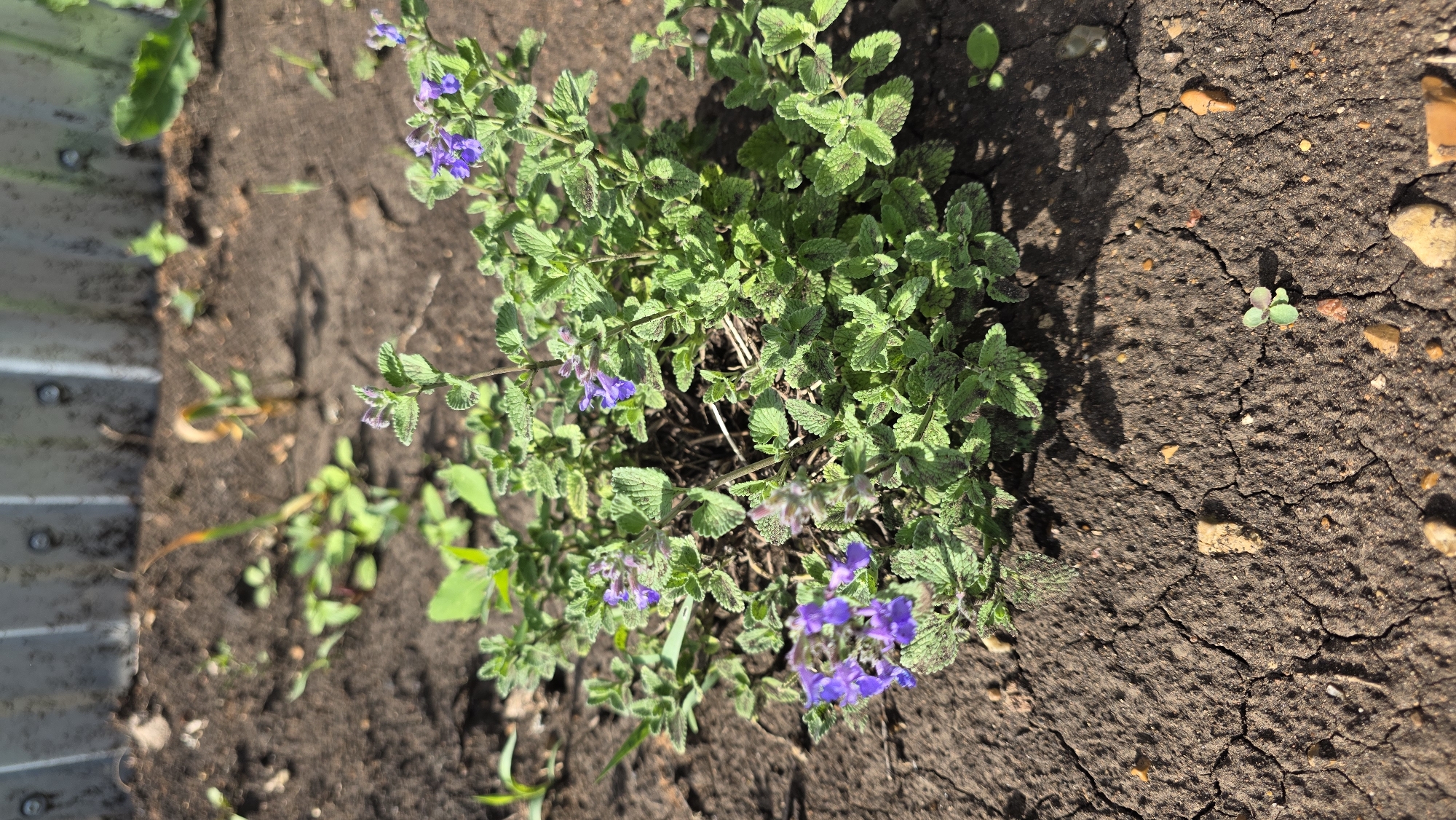 The image depicts a patch of catmint (Nepeta) growing in soil. The plant is flowering, displaying small purple blooms. The soil appears dry and cracked, with small pebbles scattered across the surface. The location is not discernible as Bulgakovo, Russia. There are no people in the image.