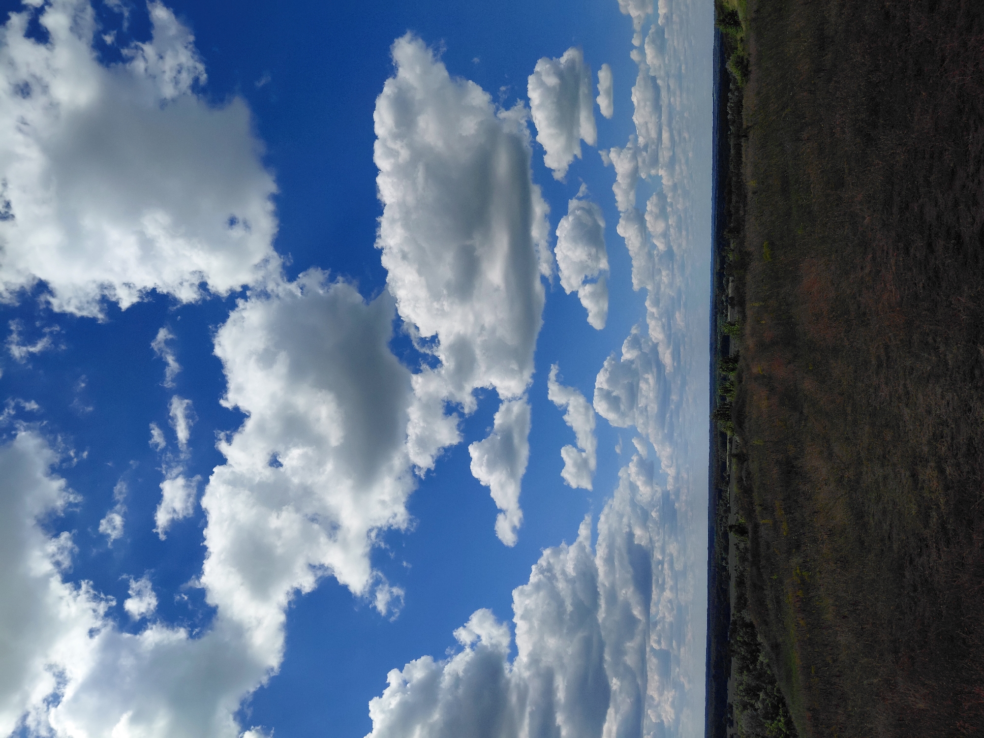 This is a vertical, eye-level, full shot of a wide, grassy field under a bright blue sky filled with numerous white, fluffy cumulus clouds. The field in the foreground is a dark, dry grass that appears to be either autumnal or scorched. In the middle ground, the terrain slopes downward, revealing a band of dense green trees and foliage stretching across the horizon. Beyond the treeline, the landscape recedes into a dark, hazy distance, suggesting a vast, undeveloped rural area. The overall impression is one of a remote, natural setting on a clear, sunny day. There are no people or man-made structures visible in the image, and the focus is on the expansive natural landscape. The location is specified as Ustyvytsia, Ukraine.