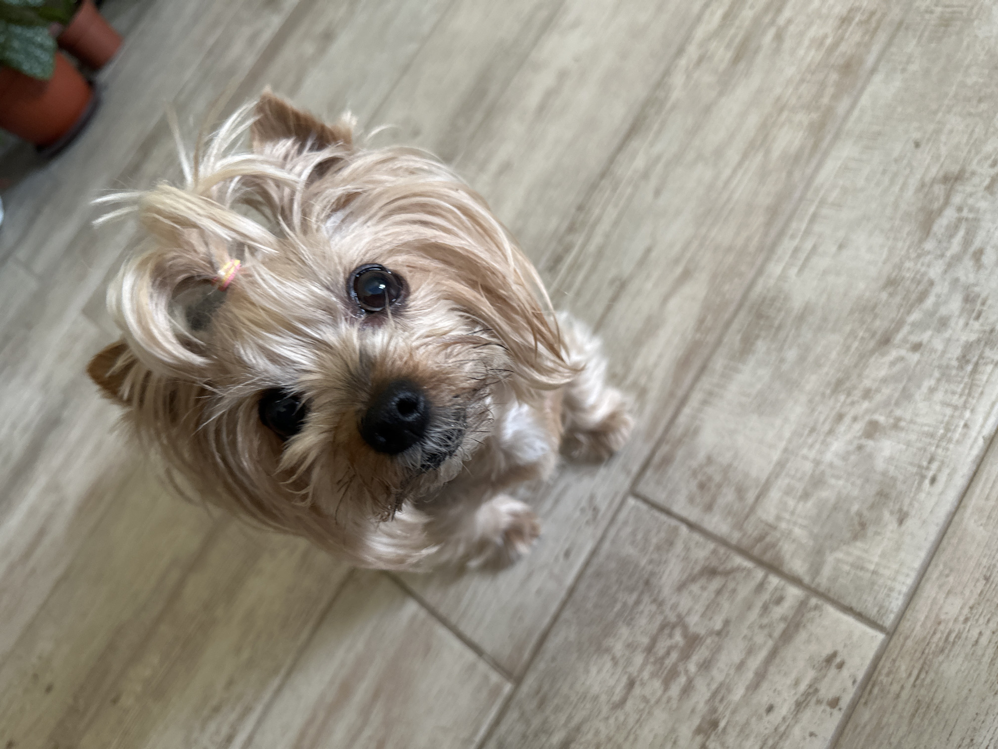 A small, long-haired, light brown Yorkshire Terrier-type dog is centered in the frame, looking upward toward the camera with wide eyes. A small pink hair tie is visible in the dog's fur. The dog is positioned on a light-colored, wood-patterned tile floor. In the upper left corner, a small potted plant with green leaves is partially visible. The scene is indoors. No specific location or evidence to suggest the city of Lehchevo, Bulgaria is indicated. No other subjects, objects, or interactions are apparent.
