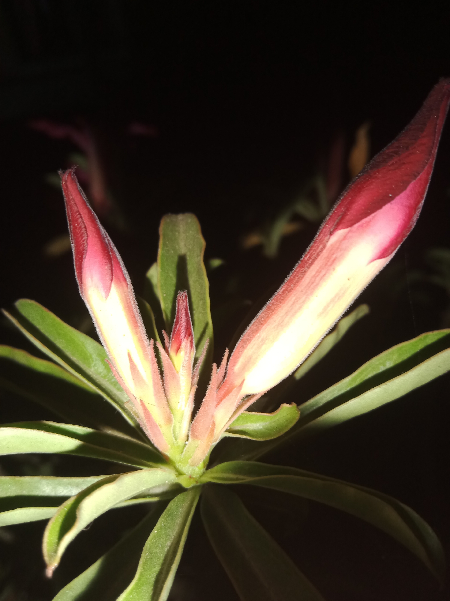 A close-up photograph captures a cluster of unopened flower buds against a dark, blurred background. The buds are a vibrant pinkish-red at their tips, fading to a creamy yellow towards their bases. They are covered in fine, fuzzy hairs. Several long, green leaves with a slightly waxy texture radiate outwards from the base of the buds. The lighting suggests an artificial light source, possibly a flash, highlighting the details of the plant. The overall impression is of a botanical subject, likely in a garden or natural setting. The location is specified as Lemahkembar, Indonesia.