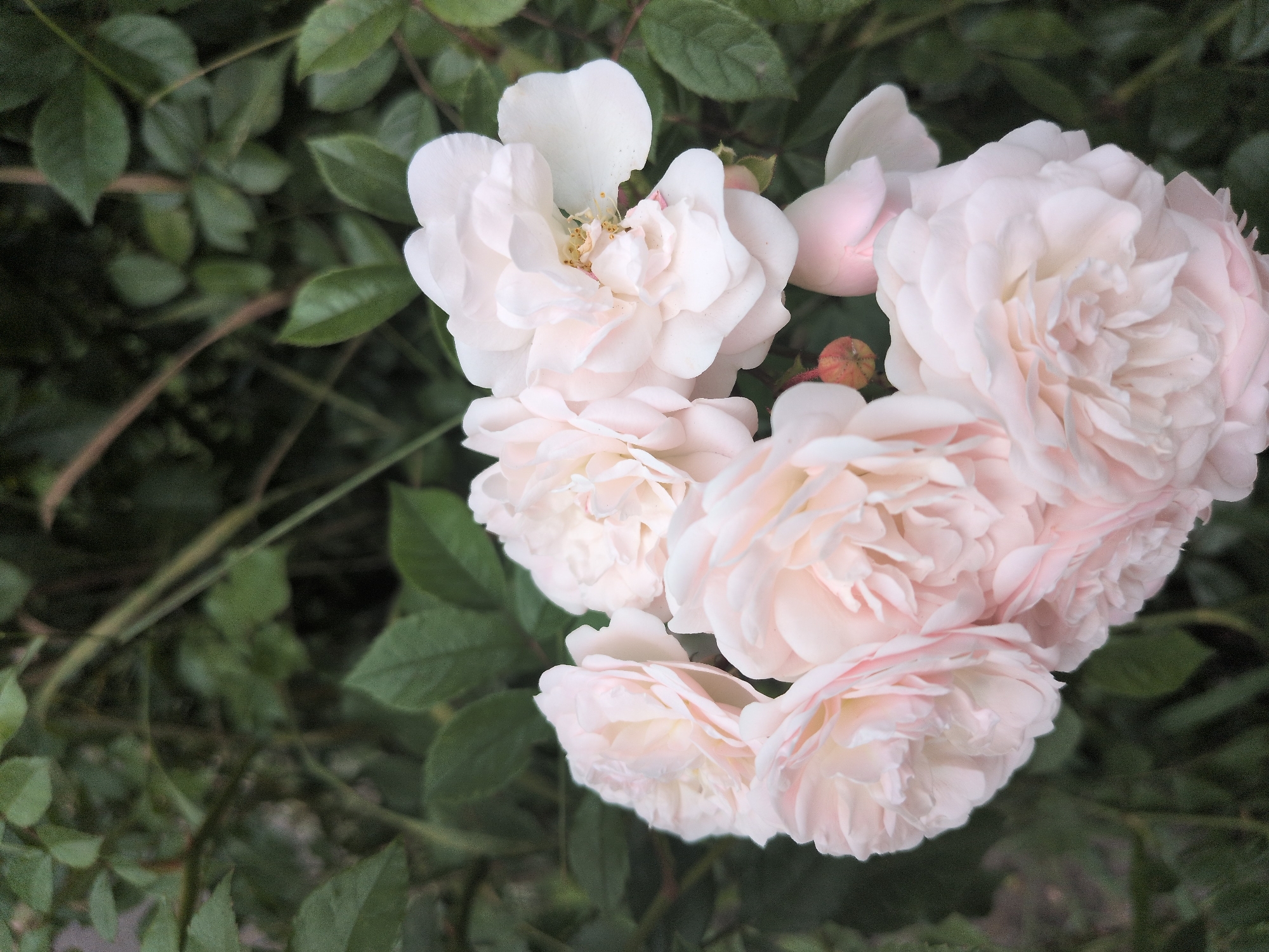 In a garden in Gabala, Azerbaijan, a cluster of light pink roses is in full bloom. The roses are the main focus, with their delicate petals unfurling in various stages of opening. Some roses are tightly budded, while others are fully blossomed, revealing their intricate layers. The background is a soft blur of green foliage, suggesting a natural and lush environment. The lighting is soft and diffused, highlighting the gentle hues of the rose petals. No people are present in the image, and the scene is serene and tranquil.