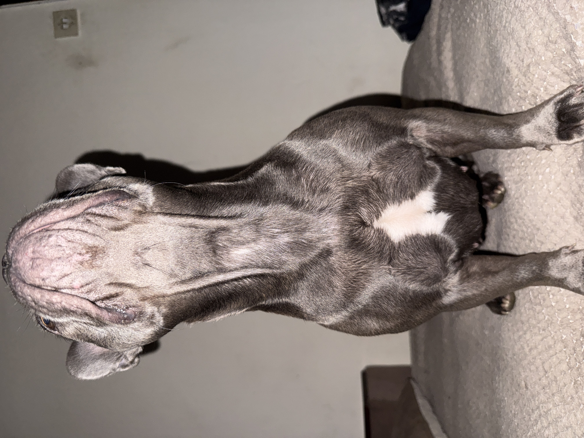 A gray and white French Bulldog is shown from above, laying on a light-colored textured surface, likely fabric or a couch. The dog's head is angled towards the left, with its body stretching diagonally across the image. Part of a wall and an electrical outlet are visible in the background. There are no people visible in the image. The photo appears to be taken indoors. Location: Unknown; no evidence of Sofia, Bulgaria.