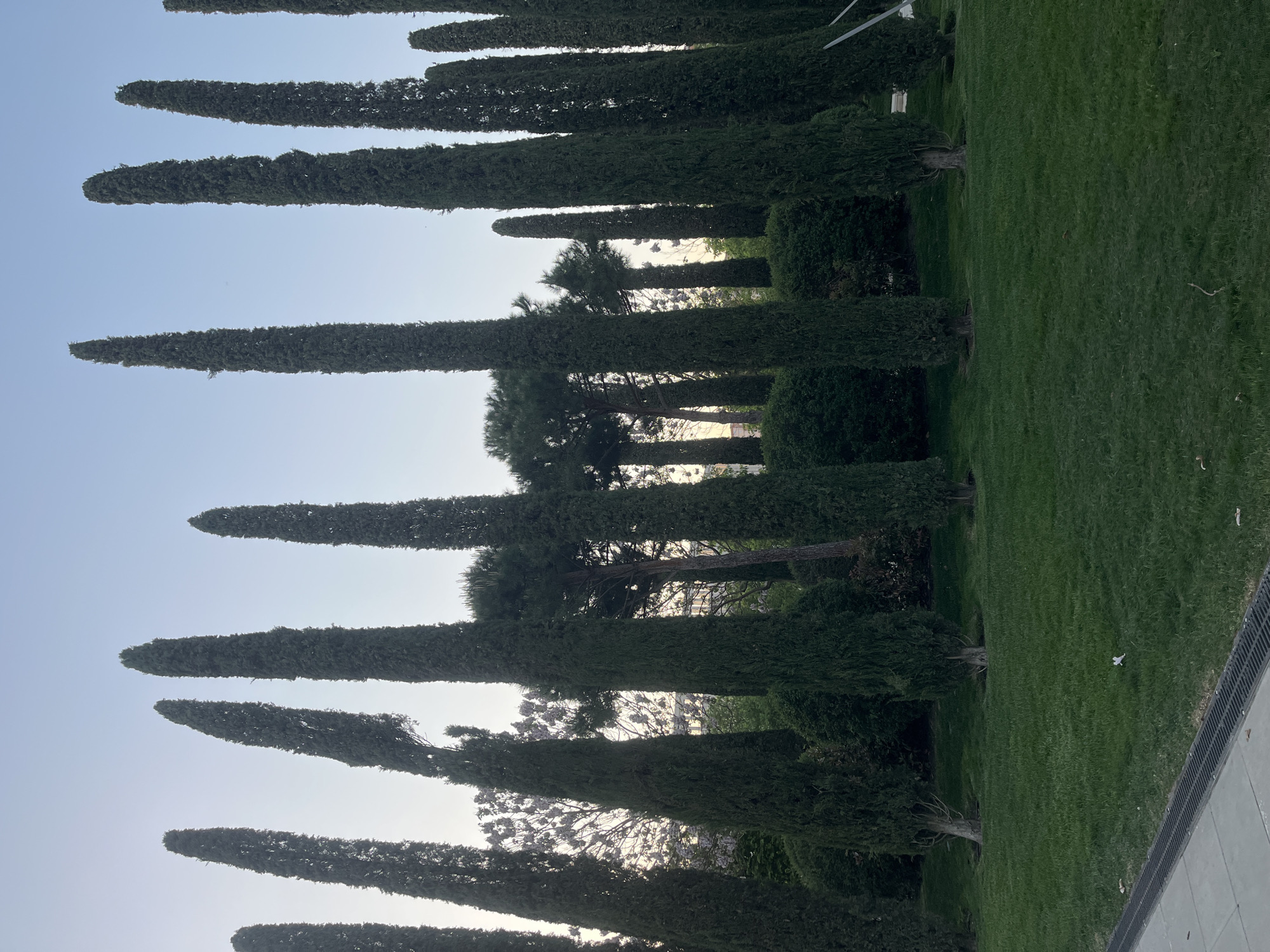 The image shows a row of tall, slender, cone-shaped trees, likely Italian Cypress, lining a manicured green lawn. The trees recede into the distance, creating a sense of depth. The sky is pale blue, suggesting either early morning or late afternoon. In the background, other trees and possibly buildings are visible through the gaps between the Cypress trees. The location is Krasnodar, Russia. There is no evidence of people visible. The right side of the frame shows a partial view of what appears to be a paved or concrete surface, possibly a walkway or building foundation. The scene depicts a landscaped garden or park environment.