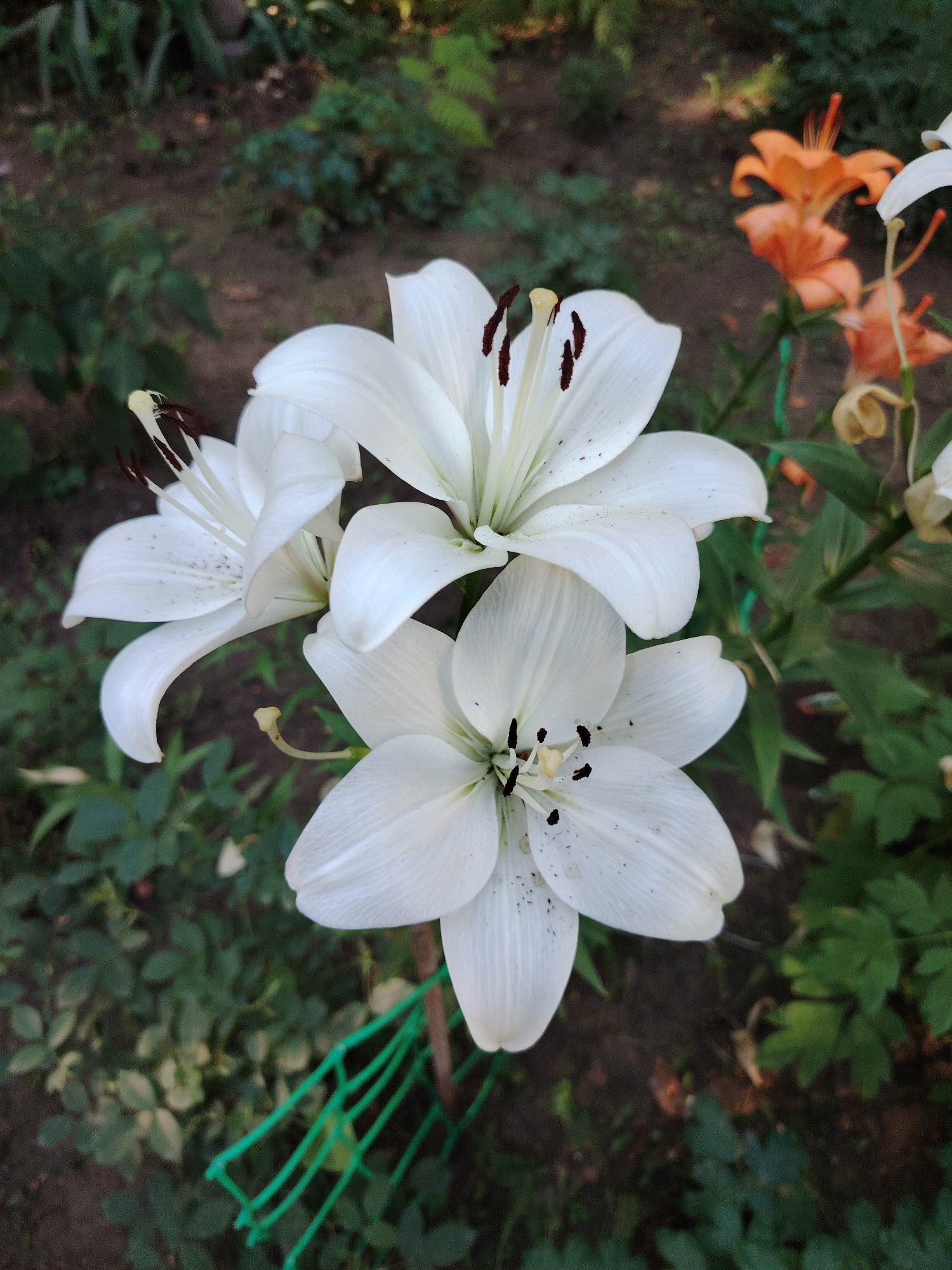 The image displays a close-up view of several white lilies in bloom. The lilies have prominent stamens with dark brown anthers and delicate white petals. In the background, out-of-focus orange lilies and green foliage are visible, suggesting a garden setting. The foreground shows a green garden net. The scene is not in Astana, Kazakhstan.