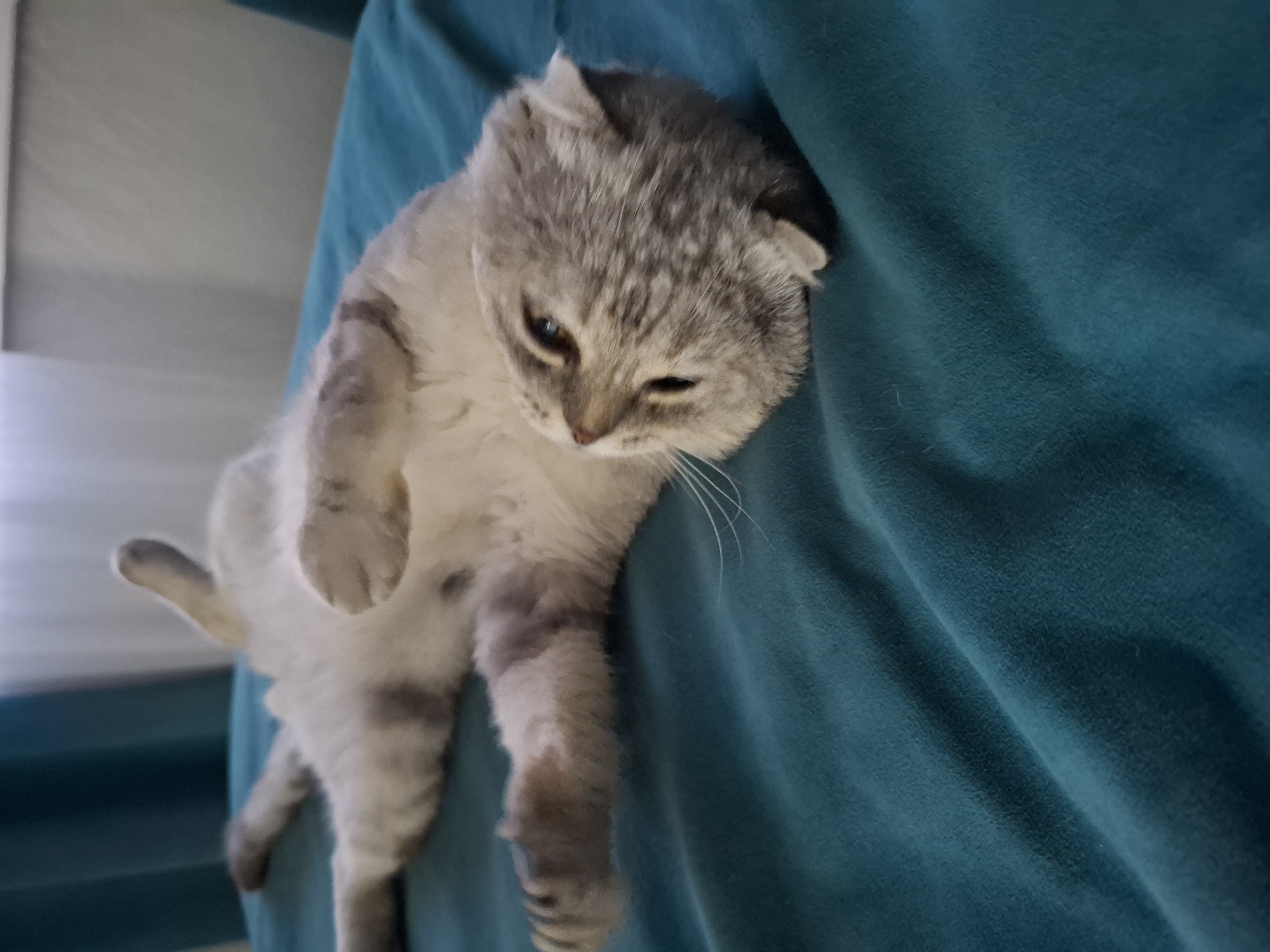 A light-colored cat with grey tabby markings is lying on its back on a teal-colored surface, likely a bed or sofa. The cat's legs are extended upwards, and its head is tilted to the right, with its eyes partially closed. The background shows a blurred teal curtain on the left and a lighter colored curtain or wall on the right, suggesting an indoor setting. The image appears to be a candid shot taken in a residential environment. The specific location in Булаев қалалық әкімдігі, Kazakhstan cannot be determined from the visual information provided.