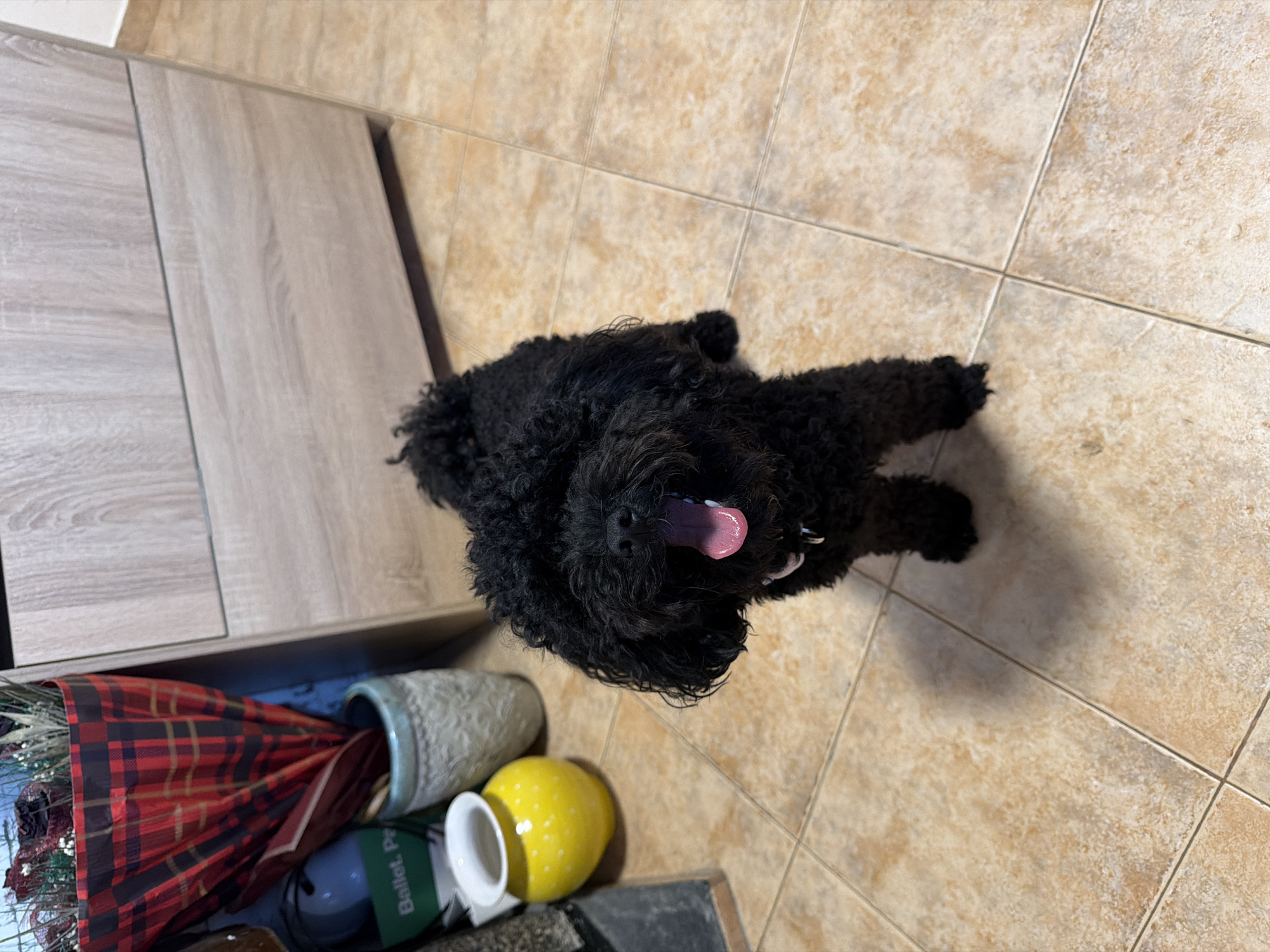 A black, curly-haired dog is the central subject of this indoor, overhead shot. The dog is positioned on a light brown tiled floor, looking up at the camera with its pink tongue slightly extended, conveying a sense of alertness and contentment.
To the left of the dog, there's a piece of furniture with a light wood grain finish, possibly a cabinet or dresser. In the lower-left corner of the frame, several household items are visible. These include a red and black plaid umbrella, a light green textured pot or vase, and a bright yellow pot or vase adorned with white polka dots. Some dried foliage or flowers are also peeking into the frame. On a green object near these items, the text "Ballet P" can be read.
The flooring consists of large, light-colored square tiles, suggesting a domestic setting. The lighting is soft and even, indicating daytime indoors without direct harsh sunlight. The dog appears relaxed and happy, contributing to a pleasant, homely atmosphere. The scene is set in Sofia, Bulgaria.