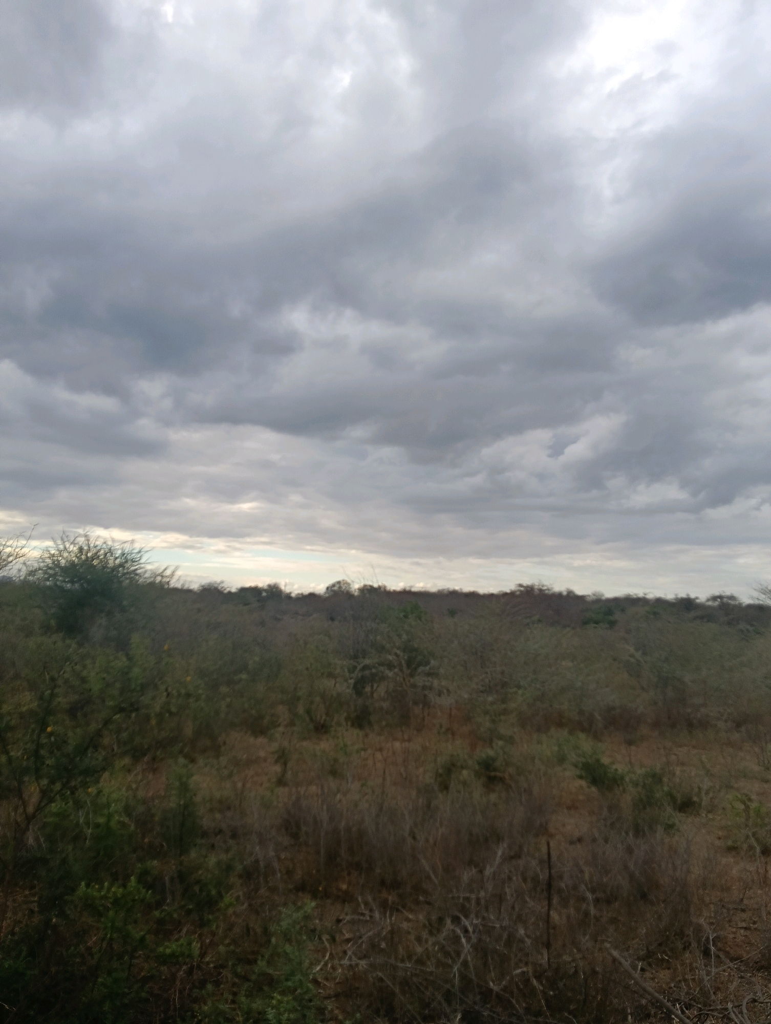 A landscape photograph captures a cloudy sky over a dry, brush-filled plain. The sky is dominated by heavy, gray clouds, with hints of lighter sky peeking through in the distance near the horizon. The ground is covered with a dense growth of dry grasses, shrubs, and thorny bushes. The vegetation appears muted in color, suggesting a dry season. The horizon line is low, with the vast sky occupying the upper two-thirds of the image. The scene appears to be an undeveloped natural area, possibly a savanna or scrubland, consistent with the rural environment of Mutitu/Kaliku Ward in Kenya. There are no people or animals visible in the frame. The overall impression is one of a rugged, arid landscape under an overcast sky.