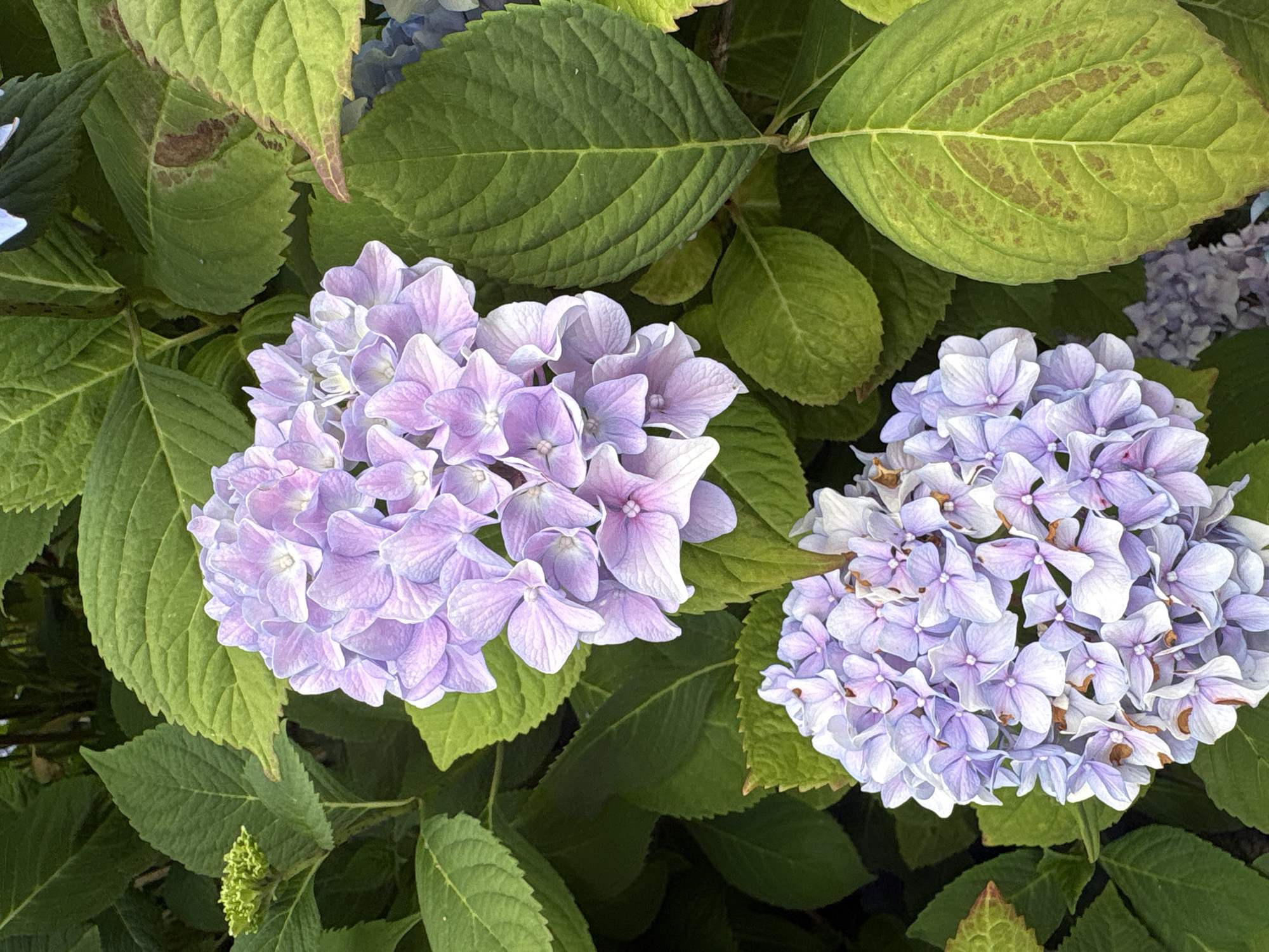 In the city of Beaverton, Oregon, United States of America, two large clusters of light purple hydrangeas are prominently displayed. The flowers are tightly packed, with individual petals visible and exhibiting a slightly ruffled texture. They are surrounded by abundant, vibrant green hydrangea leaves, many of which are large and ovate with serrated edges. Some leaves show signs of browning or discoloration, particularly around the edges and veins. The overall environment is one of lush foliage.
