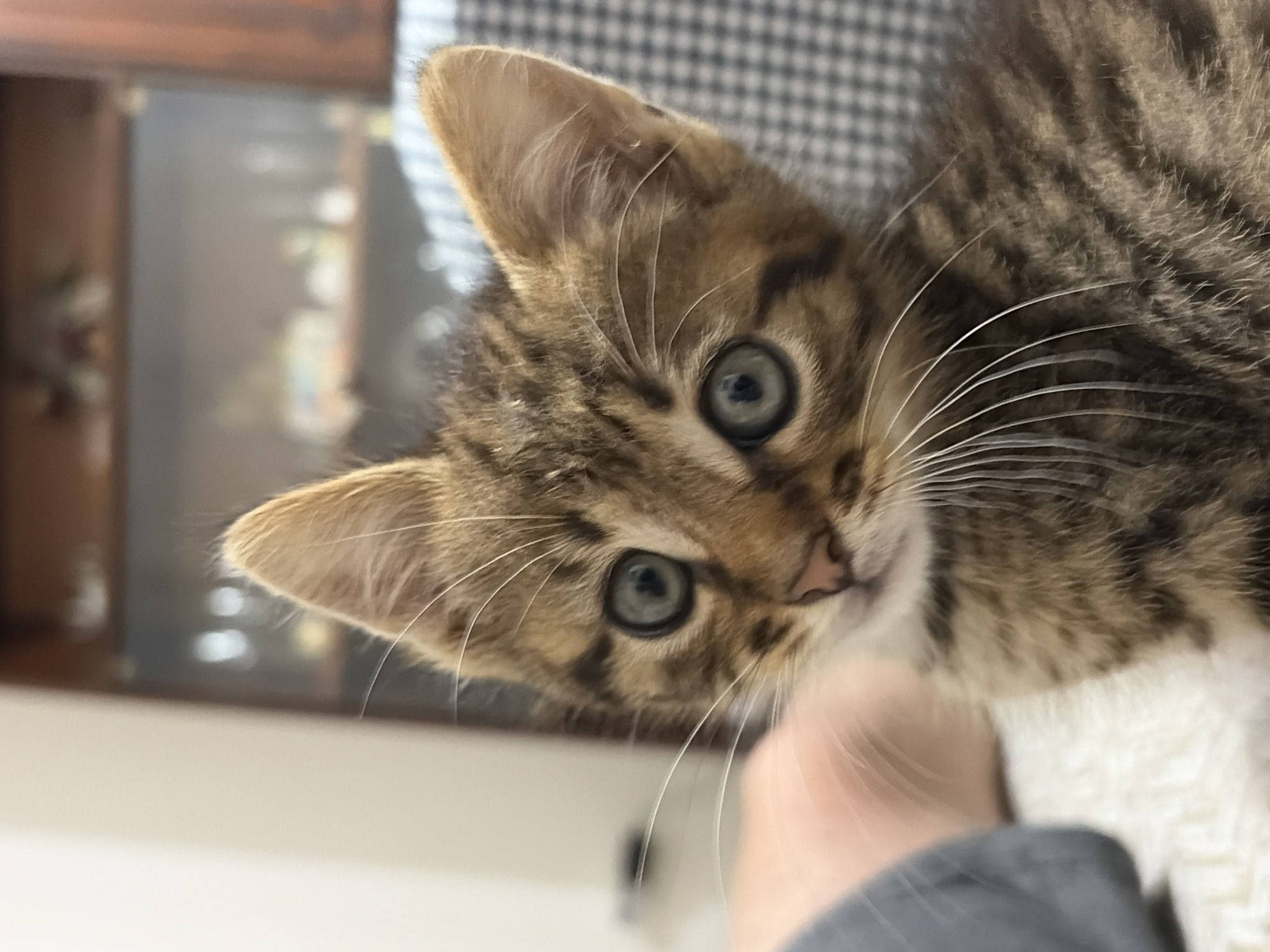 A close-up, high-resolution indoor photograph captures a brown and black tabby kitten in the city of Unknown, Unknown. The kitten is centered in the foreground, facing the viewer with its head slightly tilted. Its prominent features include large, round, light blue-green eyes with black pupils fixed directly forward, a small pink nose, and numerous long, white whiskers emanating from its muzzle. The fur displays distinct brown and black tabby stripes and spots, with a patch of white fur visible on its chin and chest. To the immediate left of the kitten, a blurred segment of a human limb, partially covered in grey fabric, is visible. The kitten is resting on a white, textured, possibly fuzzy surface. The background is heavily out of focus, featuring a vertical light-colored wall on the left, a dark wooden cabinet or shelving unit with indistinct items in the center-right, and a blurred black and white checkered pattern on the far right. The scene is illuminated by soft, diffused indoor lighting.
