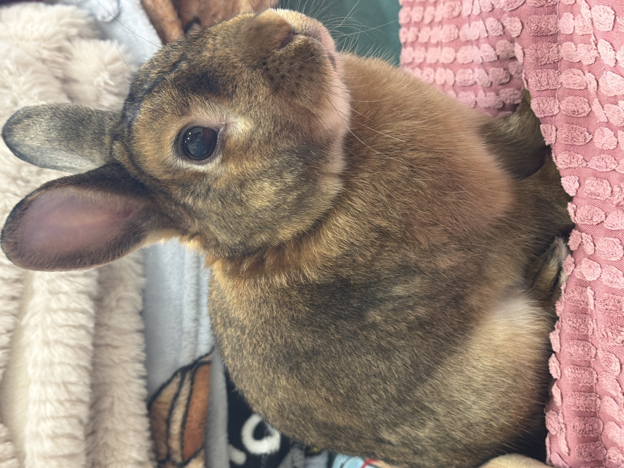 The image features a close-up, vertical shot of a brown rabbit. The rabbit is partially nestled into a pink, textured fabric. Its fur exhibits a mix of brown and grey tones with some lighter cream-colored patches. One of the rabbit's ears is prominently visible, pointed upwards, while the other is tucked slightly. Its dark eye is alert and appears to be looking slightly upwards and to the left. The rabbit's nose and whiskers are also visible. The background is softly blurred, with hints of other soft textures, including a cream-colored fuzzy material and a dark patterned fabric. The lighting is soft and appears to be natural. The overall impression is one of a domestic pet in a comfortable setting. There is no visible text in the image.