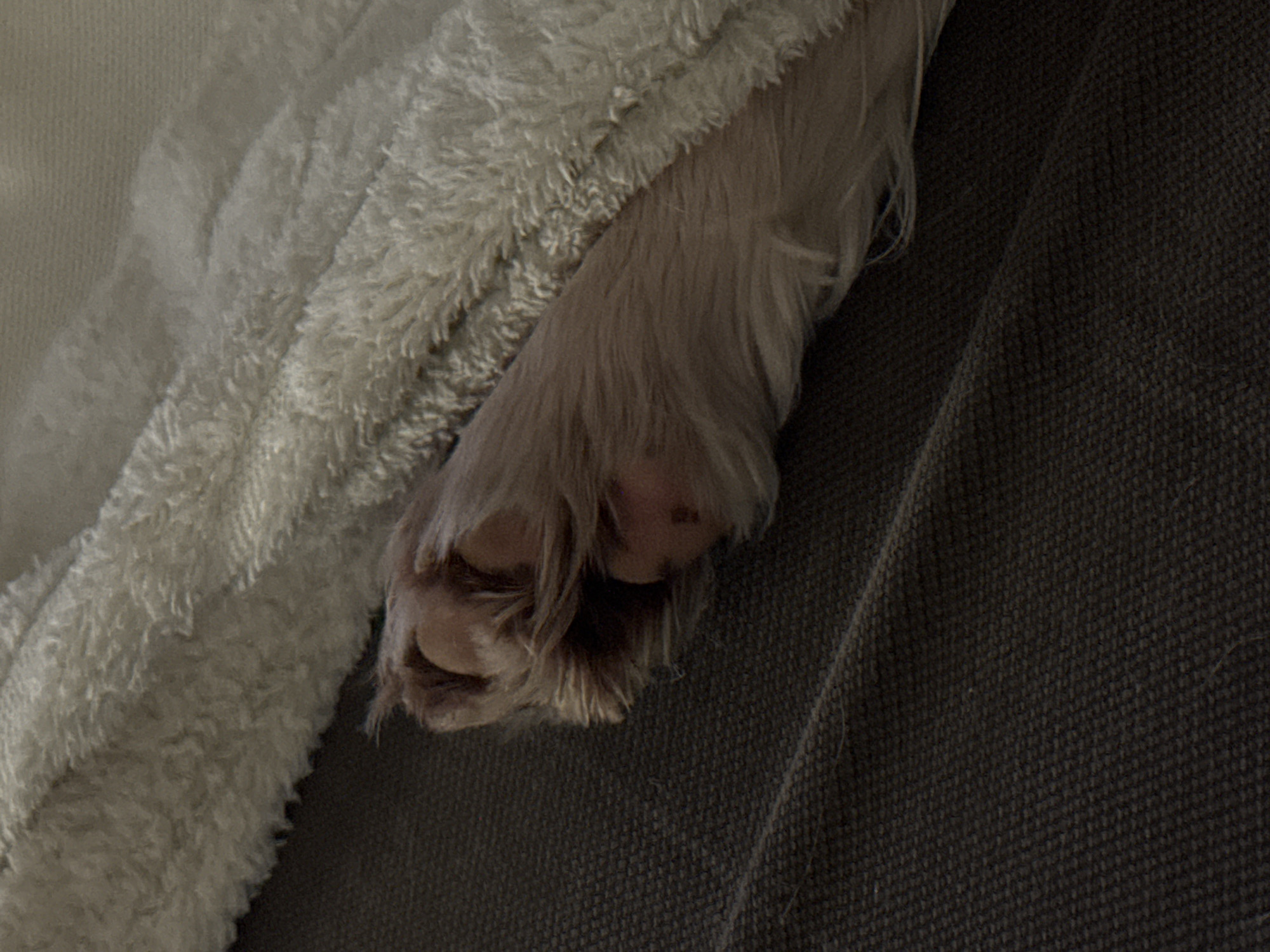 A close-up, low-angle shot shows a dog's paw peeking out from under a soft, cream-colored blanket. The paw is light brown with darker fur accents and has visible pads. The paw rests on a dark gray, textured surface, likely a sofa or bed. The blanket is fluffy and appears to be made of sherpa or fleece material. There are no people or other animals visible in the frame. The image is taken in a domestic setting.