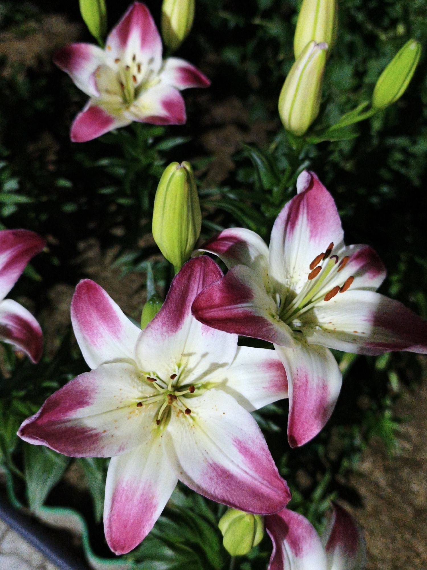 The media file is a close-up, vertically oriented photograph of several white and pink lilies. The lilies are in various stages of bloom, with some fully open and others still in bud. The open lilies display prominent white petals with vivid pink edges and streaks radiating towards the center. The stamens are visible, tipped with brown anthers. Several light green lily buds are also present, some partially unfurling. The background is composed of dark green foliage and hints of brown, textured ground, suggesting an outdoor garden setting. The lighting appears to be artificial, possibly from a flash, creating a dramatic contrast between the brightly lit flowers and the dark background. The focus is sharp on the central lilies, while the background is softly blurred. There is no visible text in the image. The overall impression is one of vibrant floral beauty, captured in detail. The location context of Chaikovsky, Russia, suggests this scene is likely from a garden or park in that region. There are no people or discernible activity other than the natural growth and bloom of the flowers. The time of day and weather are not discernible from the image itself.