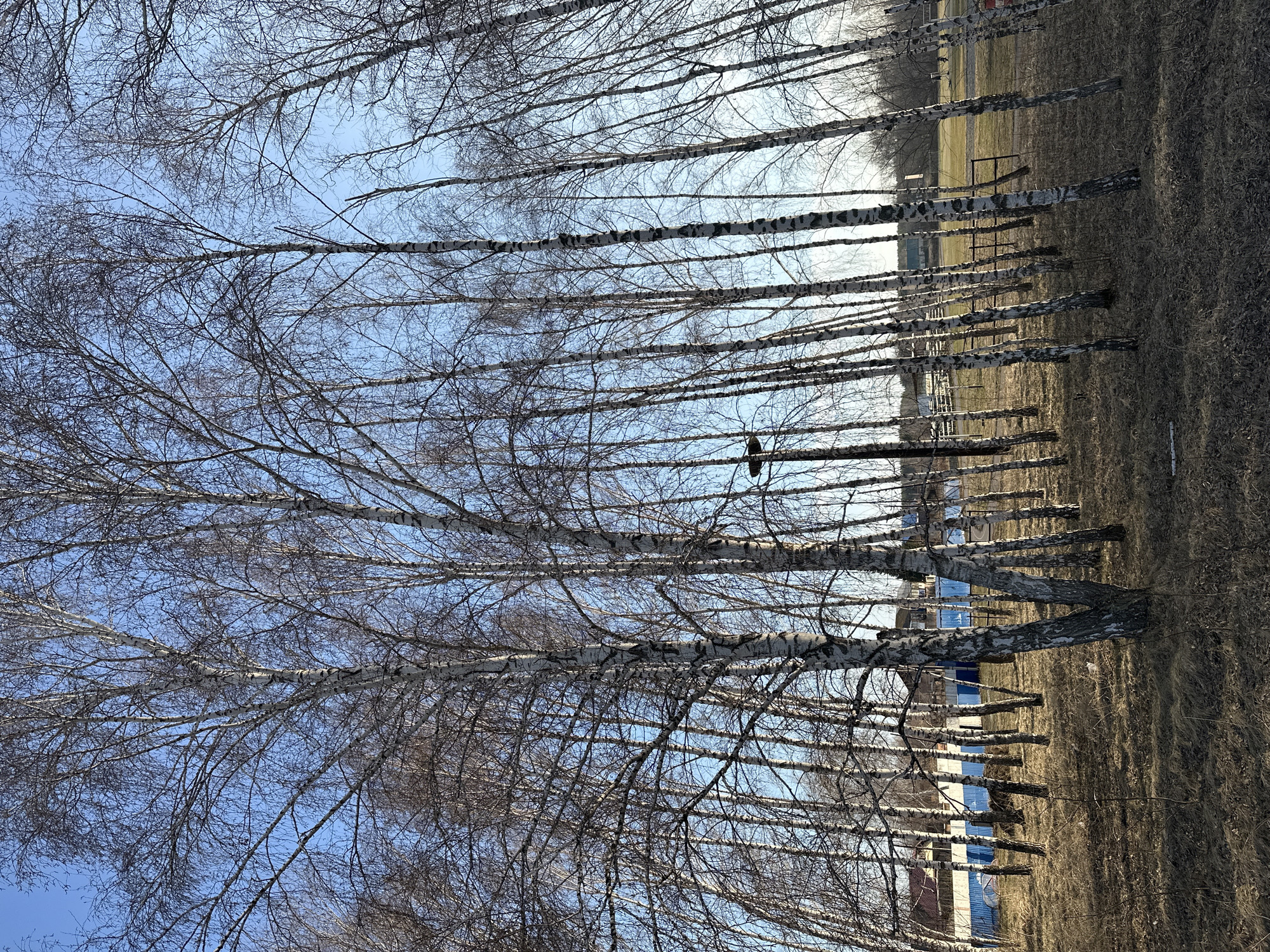 The image captures a serene outdoor landscape, likely in Mirny, Russia, during late winter or early spring. A prominent line of tall, slender birch trees dominates the scene, stretching from the foreground into the midground. The trees are bare, their intricate network of branches silhouetted against a bright, clear blue sky, characteristic of their white and black mottled bark.
A single dark-colored bird is perched on a branch of one of the central birch trees. The ground beneath the trees is covered with dry, light brown grass, indicating dormant vegetation, with some patches of what appears to be residual snow or frost. In the distance, beyond the line of trees, the landscape flattens into a lighter, possibly greener field or open area. Further back, indistinct low-rise structures are visible, some with distinctive blue roofs.
The bright blue sky and the distinct shadows cast by the trees suggest a sunny day, likely late morning or early afternoon. No specific activity or event is taking place, presenting a peaceful, static natural scene. There is no visible text in the image.