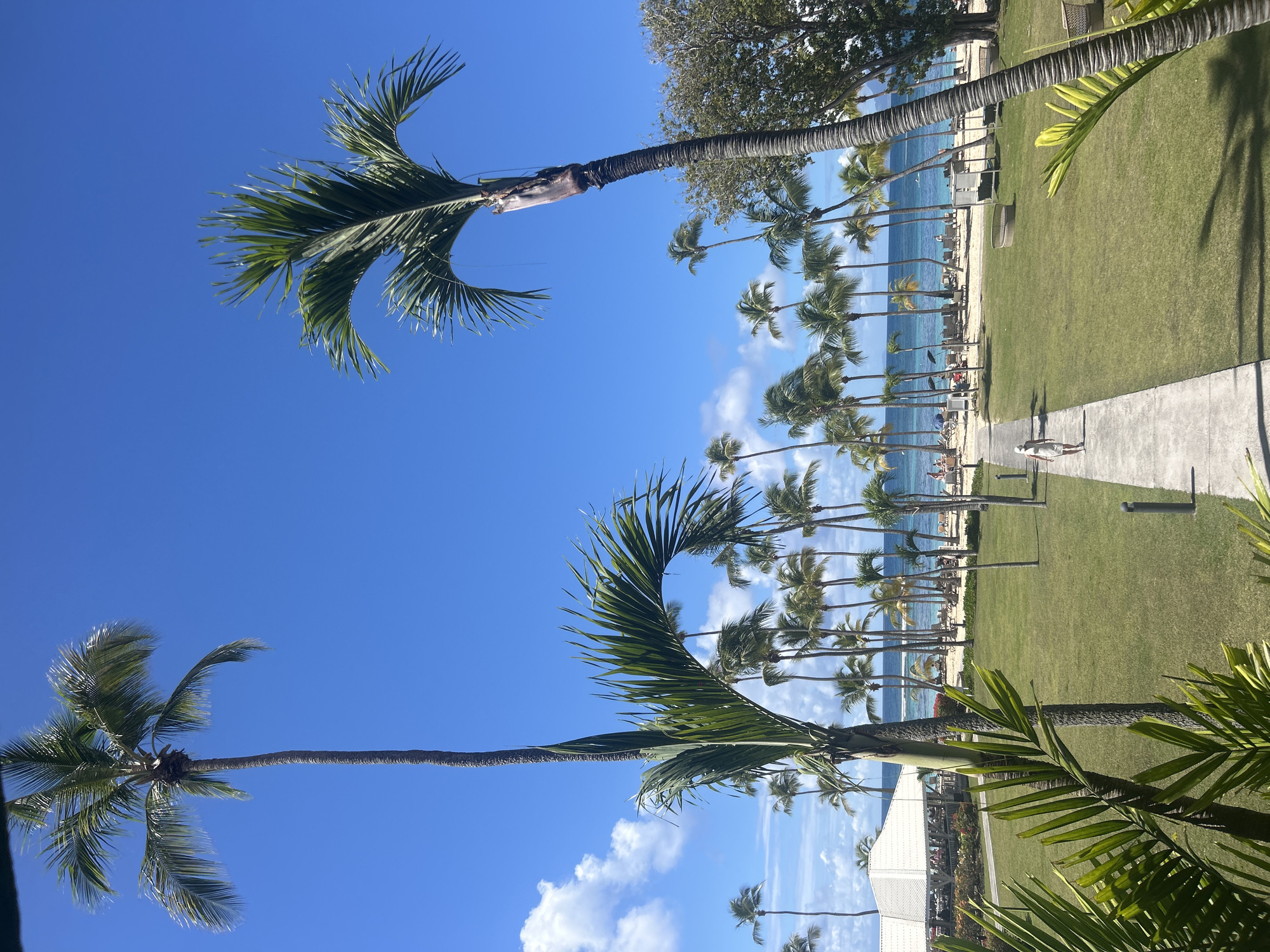 A vibrant daytime scene depicts a tropical beachfront area in Sainte-Anne, France, characterized by numerous tall palm trees lining the coast and extending inland. The bright blue sky and calm turquoise water suggest a sunny, warm day. People are seen relaxing on the beach, seated in lounge chairs under the shade of the palm trees. A paved pathway runs parallel to the beach, with a single person walking along it. Adjacent to the pathway is a well-maintained green lawn. The foreground features additional palm trees, adding depth to the view. A building with a white roof is partially visible in the lower part of the image.