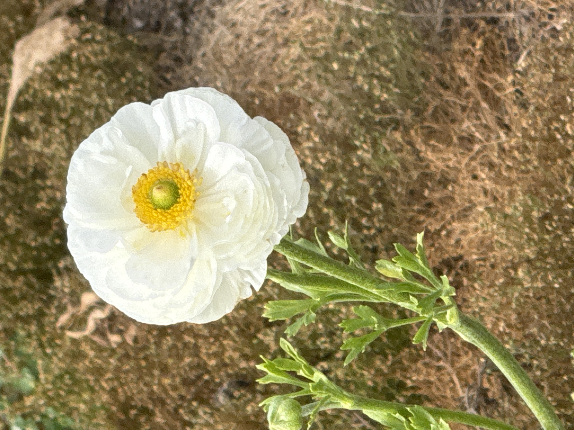 A white ranunculus flower with a yellow center is the main subject of the image. The flower is positioned on the left side of the frame. The flower has green leaves and a green stem. The background is out of focus and appears to be dry, brown vegetation. The image was taken outdoors in Beer Tuvia Regional Council, Israel.