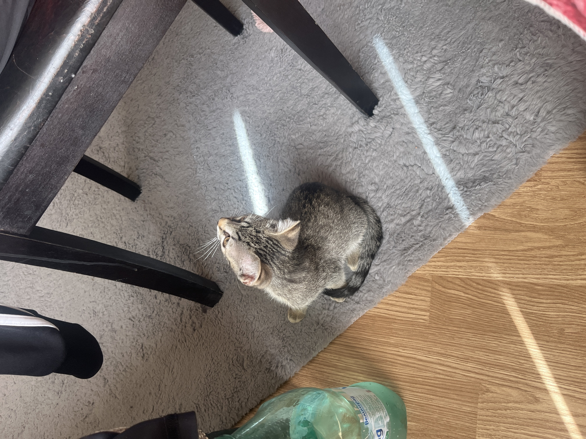 An indoor scene, likely within a residence in Burgas, Bulgaria, depicts a small, brown and grey tabby kitten situated on a light grey shag rug. The kitten is positioned in the lower-middle portion of the frame, looking upwards and slightly to its left, displaying prominent white whiskers. Sunlight casts distinct linear streaks across the rug and a section of light-toned wooden floor visible on the left. In the lower left quadrant, resting on the wooden floor, is a large, transparent green plastic bottle featuring a white label with Cyrillic text, including "Велинград." Several dark, possibly black, furniture legs are visible, with one extending from the right foreground and others partially seen in the upper right and top center. A person's lower leg, clad in dark trousers with a white stripe and a dark shoe or sock, is partially visible in the upper left corner, adjacent to the rug.
