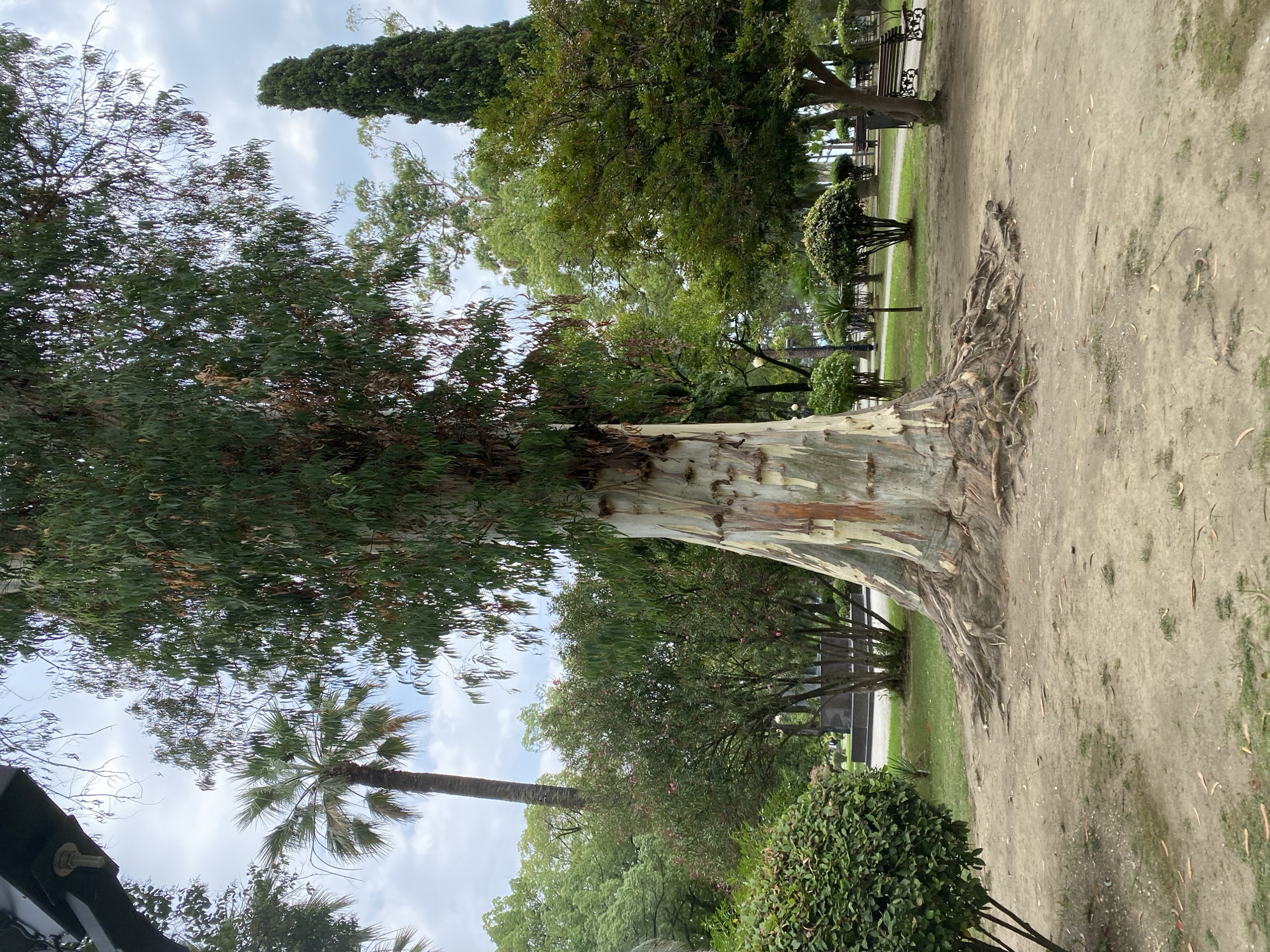 A large eucalyptus tree with a thick, peeling trunk dominates the center of the image. Its exposed roots spread across the sandy ground. The tree is in a park with other trees, including palm trees and cypress trees, visible in the background. Lush green bushes and manicured shrubs are also present. Benches are visible along a paved path in the distance. The sky is overcast. The image appears to be taken in the city of Sokhumi, Abkhazia, possibly in a botanical garden or park.