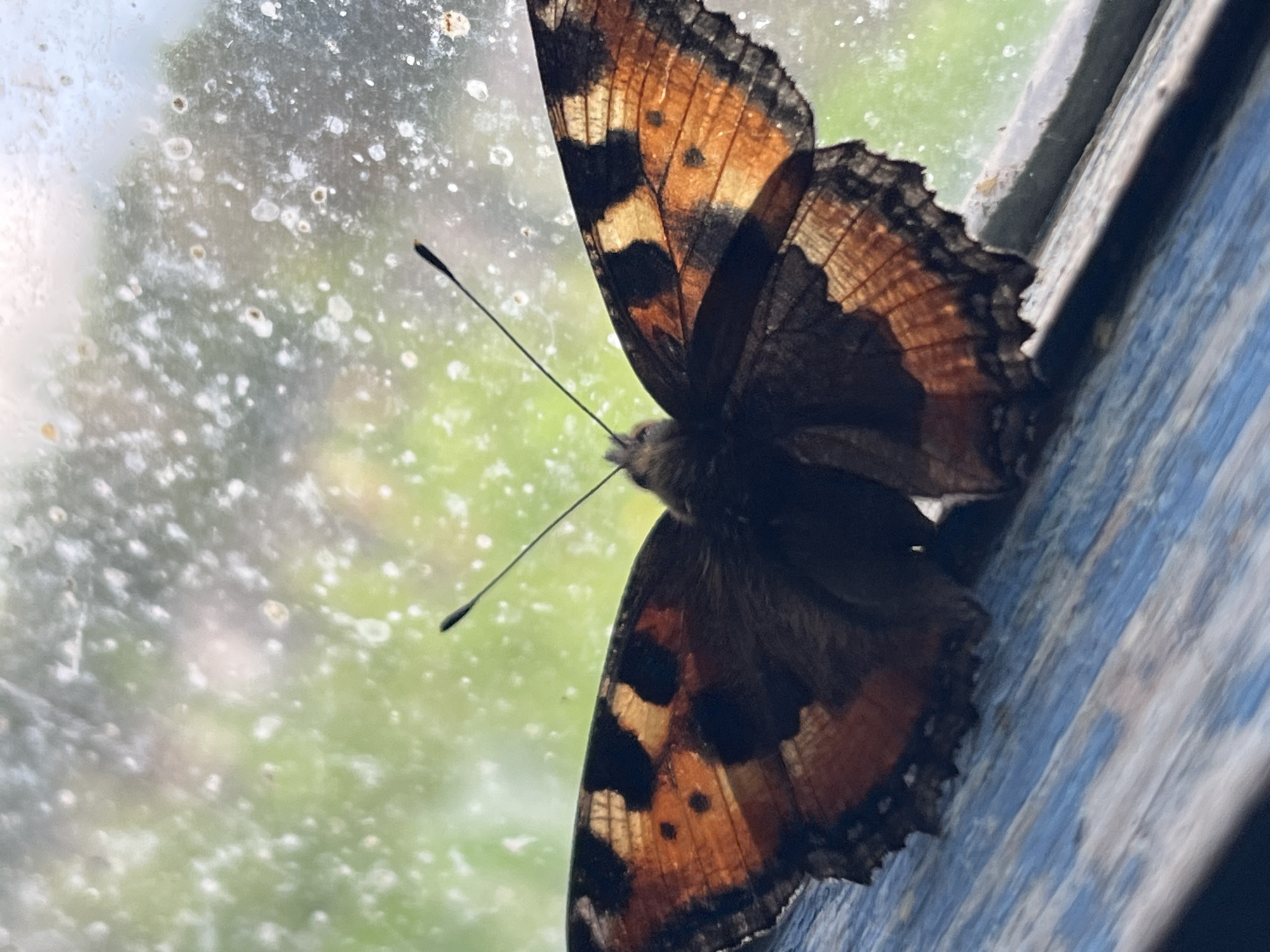 A butterfly with orange, black, and yellow markings rests on a weathered blue surface, possibly a window frame or sill. The butterfly's wings are spread, revealing intricate patterns. Behind the butterfly, a blurred green and white background suggests foliage seen through a dirty or frosted windowpane. The overall impression is of a close-up nature shot, likely taken outdoors in a temperate climate. The image does not contain any information that would place it specifically in Nizhny Tagil, Russia, or any other city.