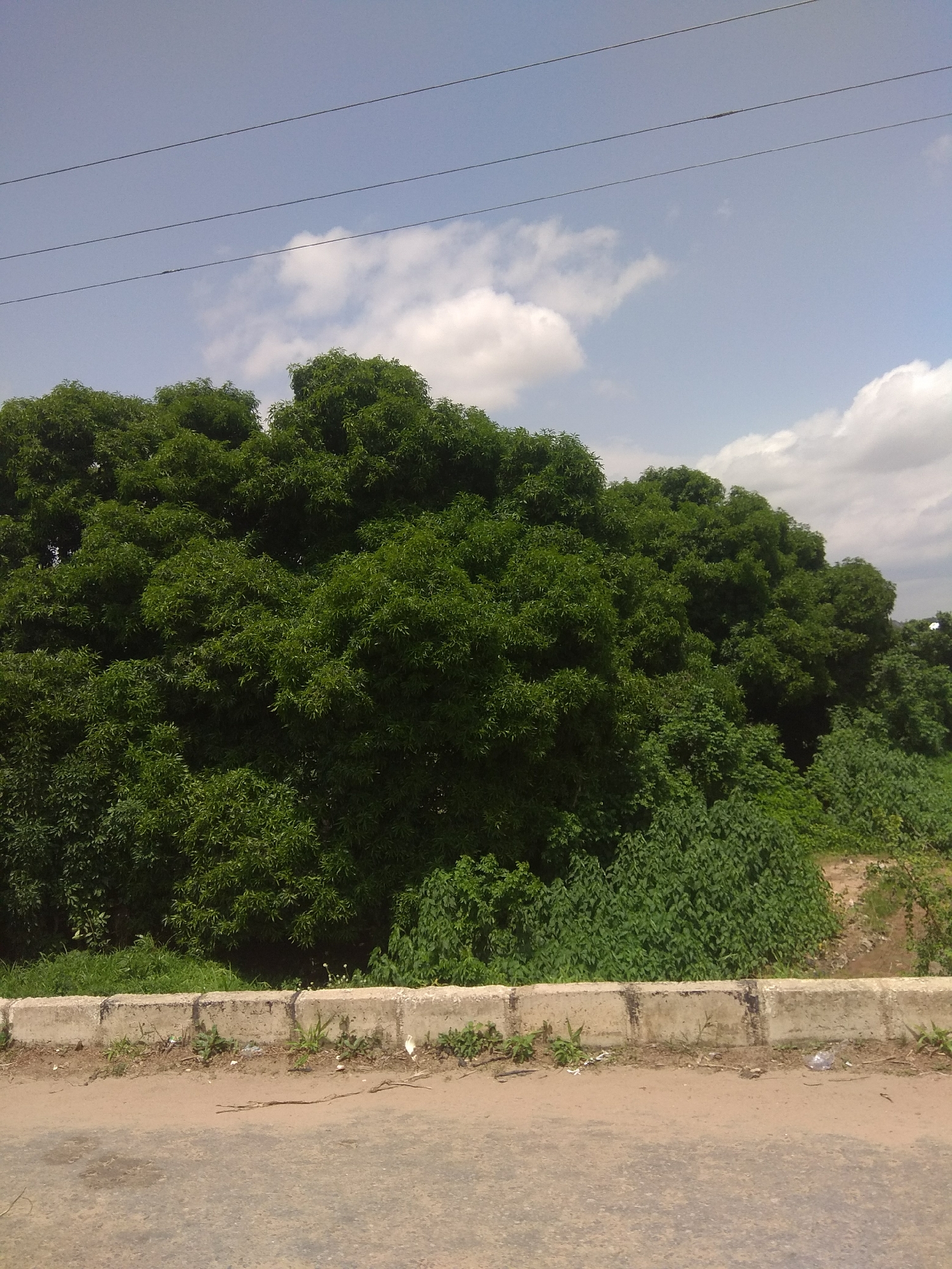 This media file depicts a serene outdoor scene dominated by lush green trees under a bright, partly cloudy sky. The trees form a dense canopy, suggesting a tropical or subtropical environment, consistent with the provided location context of Jalingo, Nigeria. The sky is a clear blue with scattered white clouds, indicating fair weather and likely midday conditions.
In the foreground, a paved road runs horizontally across the bottom of the frame. Adjacent to the road is a concrete barrier, weathered and slightly stained, with sparse vegetation growing along its edge and in the sandy area behind it. Several thin wires are visible stretched across the upper portion of the sky, suggesting the presence of electrical or telecommunication infrastructure.
The overall impression is one of natural beauty and tranquility. There are no people or specific objects of interest other than the natural elements and the basic infrastructure. The dense foliage of the trees suggests a healthy ecosystem, and the open sky hints at a spacious, possibly rural or semi-rural setting. The image captures a moment of calm, with the natural landscape taking center stage.