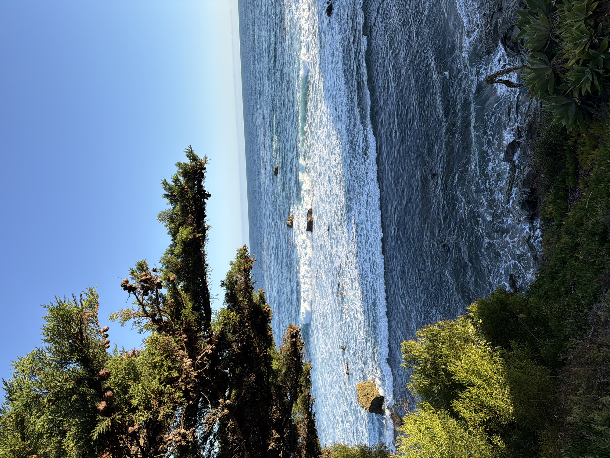 The image shows a coastal scene in Laguna Beach, United States of America. In the foreground, a large tree with numerous pinecones hangs over a cliff edge, with green foliage visible below. The ocean stretches out to the horizon under a clear blue sky, with waves crashing against scattered rocks. The water is a deep blue, with white foam from the waves creating a textured pattern. The overall impression is one of a natural, serene coastal landscape.