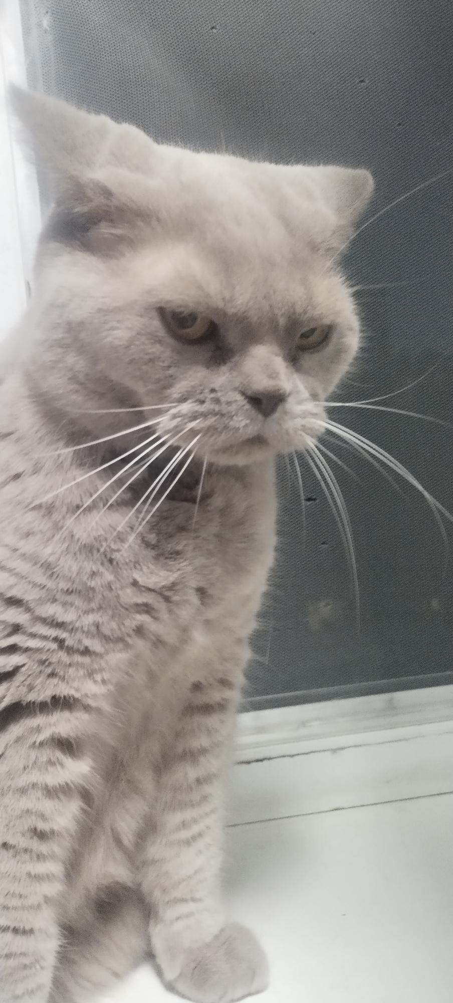 A close-up, eye-level, portrait-style photograph captures a light gray British Shorthair cat with yellow eyes. The cat is positioned in the foreground, with its head slightly tilted down and to the right, conveying a stern or grumpy expression. Its whiskers are prominent and extend outwards. The background features a textured, dark gray surface with some specks, possibly a window screen, and a white ledge or surface beneath it. The lighting appears to be from the front, highlighting the cat's fur. The photograph was taken indoors. There is no information to suggest the location is in Pisochyn, Ukraine.