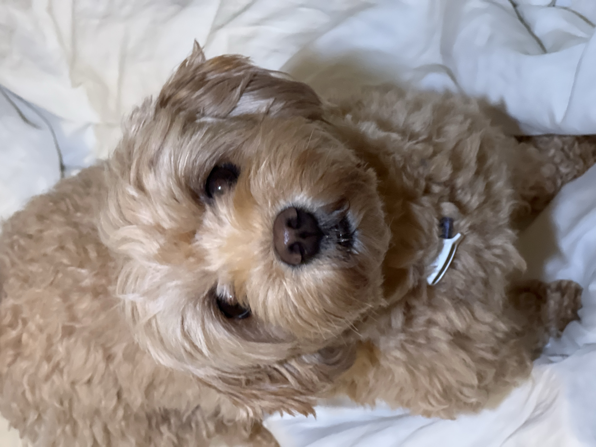 An eye-level shot shows a light brown dog with curly fur resting on a white blanket. The dog's head is tilted slightly upwards and to its left, with its dark brown eyes looking directly at the viewer. Its nose is dark brown, and its mouth is slightly open, revealing a tiny glimpse of its tongue. A small, white collar with a blue stripe is visible around its neck. The background is a soft, white blanket that is gently creased, suggesting a comfortable resting place. The lighting is soft and even, highlighting the dog's features and the texture of its fur.