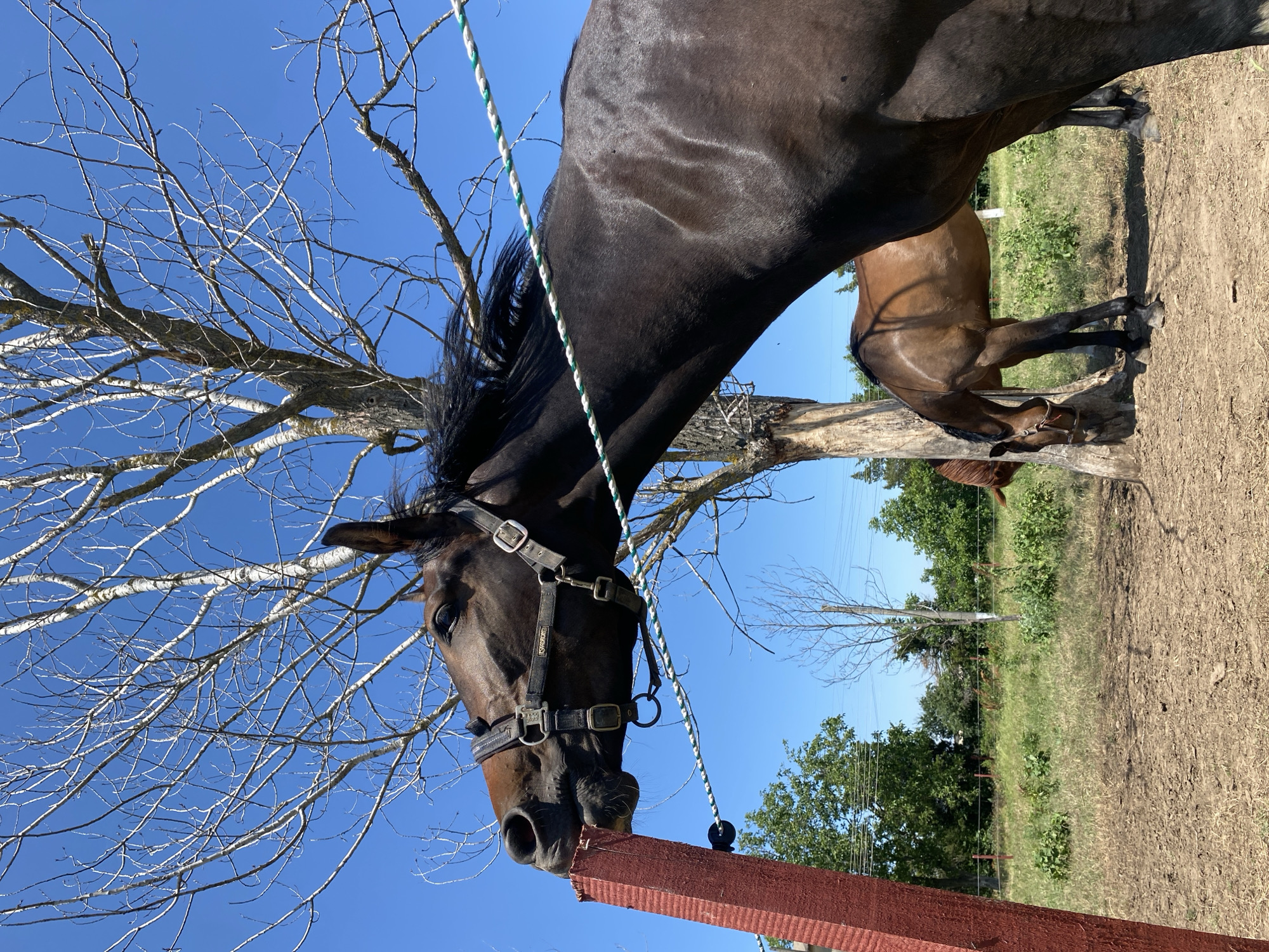 In Slavovitsa, Bulgaria, a detailed outdoor image captures two horses within a paddock under a clear, brilliant blue sky. The prominent subject is a dark bay or black horse positioned in the foreground, wearing a black halter with "ESKADRON" visible on its cheek strap. This horse is actively engaging with a vertical red wooden fence post, stretching its neck and biting the top edge of the post with its mouth open. A white and green braided rope, serving as a fence line or tether, runs horizontally across the frame, passing in front of the foreground horse's neck and body, secured to the red post by a black insulator.
In the mid-ground, a lighter bay horse stands with its head lowered, partially obscured by the foreground horse and a large, leafless deciduous tree trunk. This bare-branched tree dominates the upper portion of the background. The ground directly beneath the horses is composed of dry, light brown soil, transitioning to areas of sparse dry grass and green vegetation further into the background. Additional green trees, some bare branches, and distant power lines are visible against the sky. The scene is illuminated by direct sunlight.