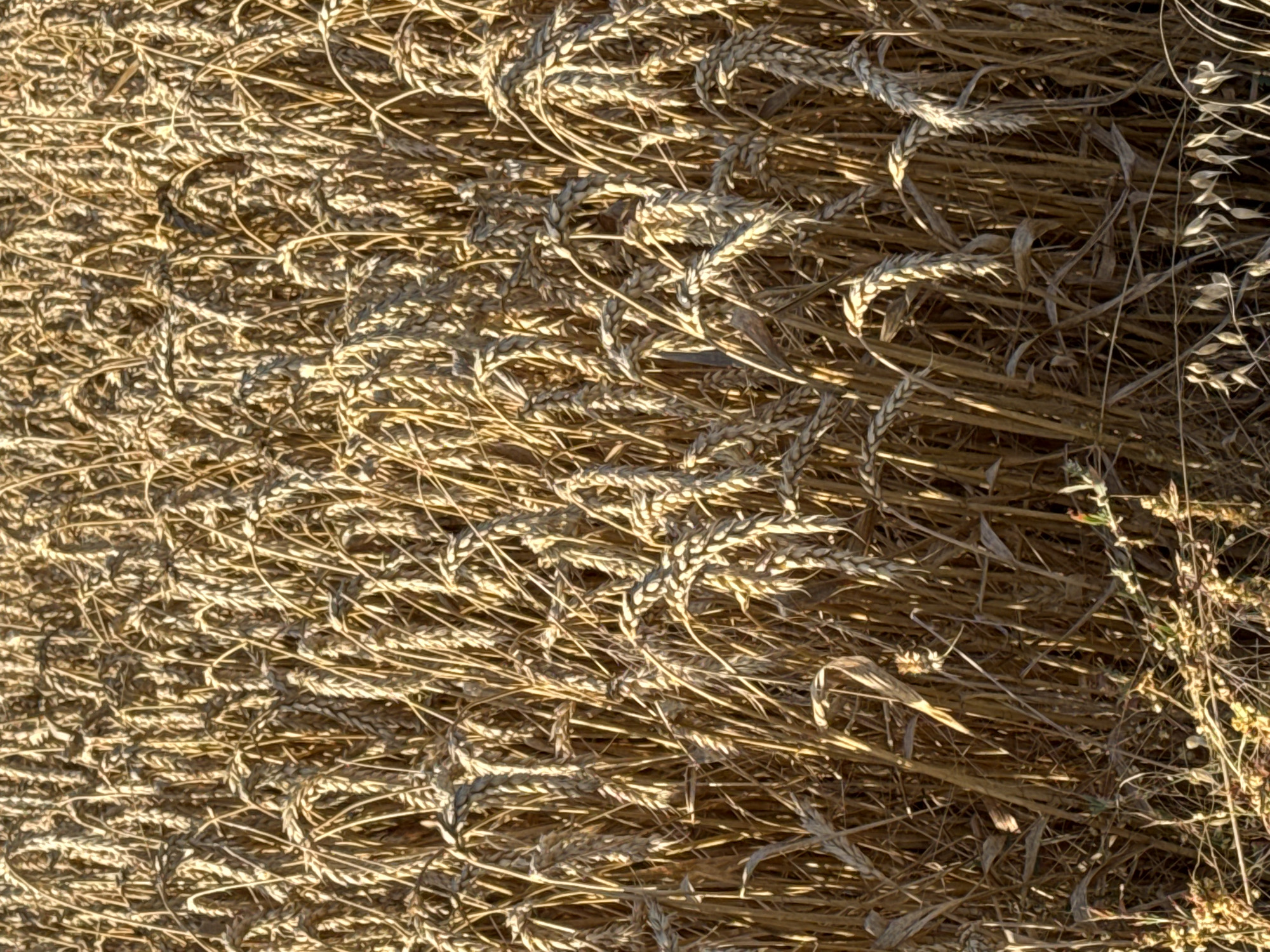 This is a close-up, top-down view of a field of wheat in Pervomayskiy, Russia. The stalks are a golden-brown, indicating they are ripe for harvest. The wheat heads are tightly packed, creating a textured surface with many strands overlapping. The lighting suggests it is daytime, with shadows cast by the wheat stalks, indicating a sunny day. There are no people or animals visible in the frame. The scene is one of a natural agricultural landscape. No text is visible.