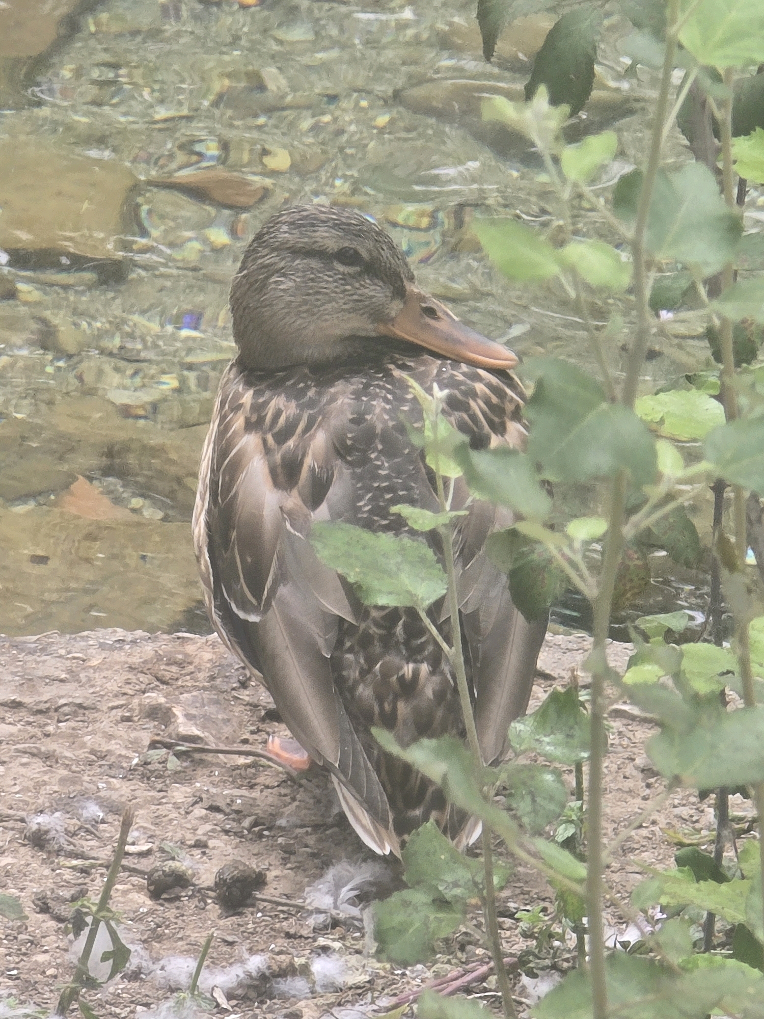 A female mallard duck is pictured from behind, facing to the right, with its head turned to look over its shoulder. The duck is standing on a dirt bank near the edge of a body of clear water. The water shows reflections of the sky and surrounding environment, with rocks and pebbles visible on the bottom. Green foliage and branches are in the foreground, partially obscuring the duck and the water. The ground beneath the duck is covered in dirt, small stones, and some white feathers. No people or specific landmarks related to Loja, Spain are visible in the image.