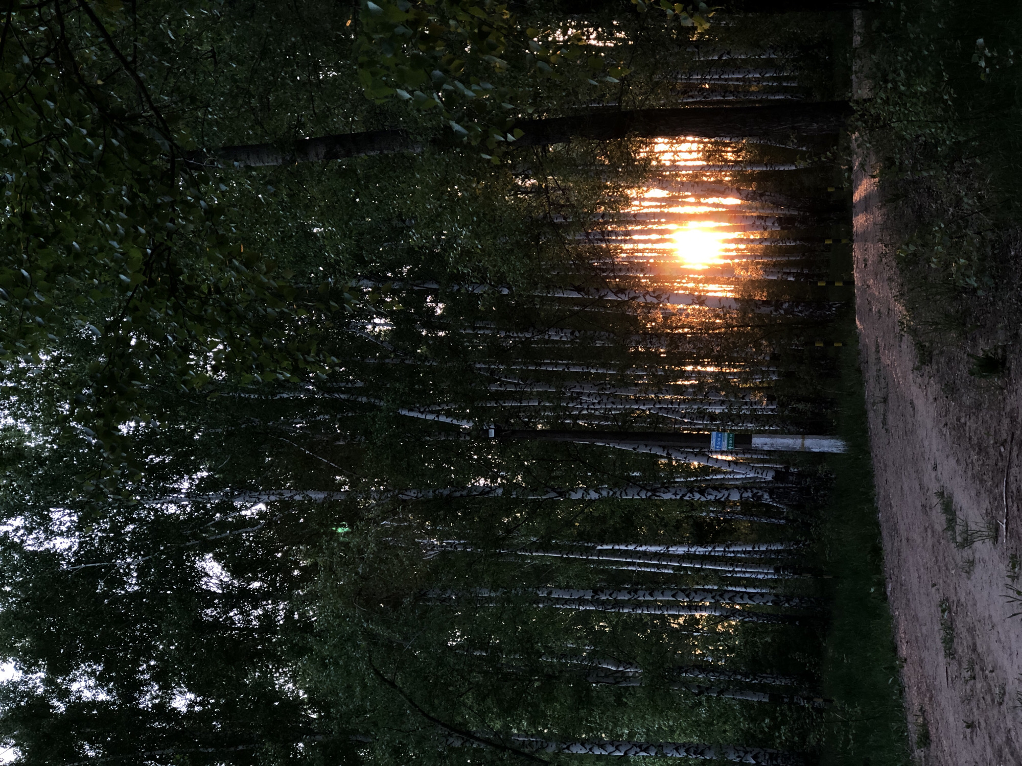 The image depicts a view within a forest of birch trees, likely during sunset. The bright sun is visible in the distance, filtered through the trees, creating a striped light effect. A dirt path runs alongside the edge of the forest. The scene is located in the city of Chaikovsky, Russia. There are no people visible. A small sign is seen attached to one of the trees. The image is rotated counterclockwise.