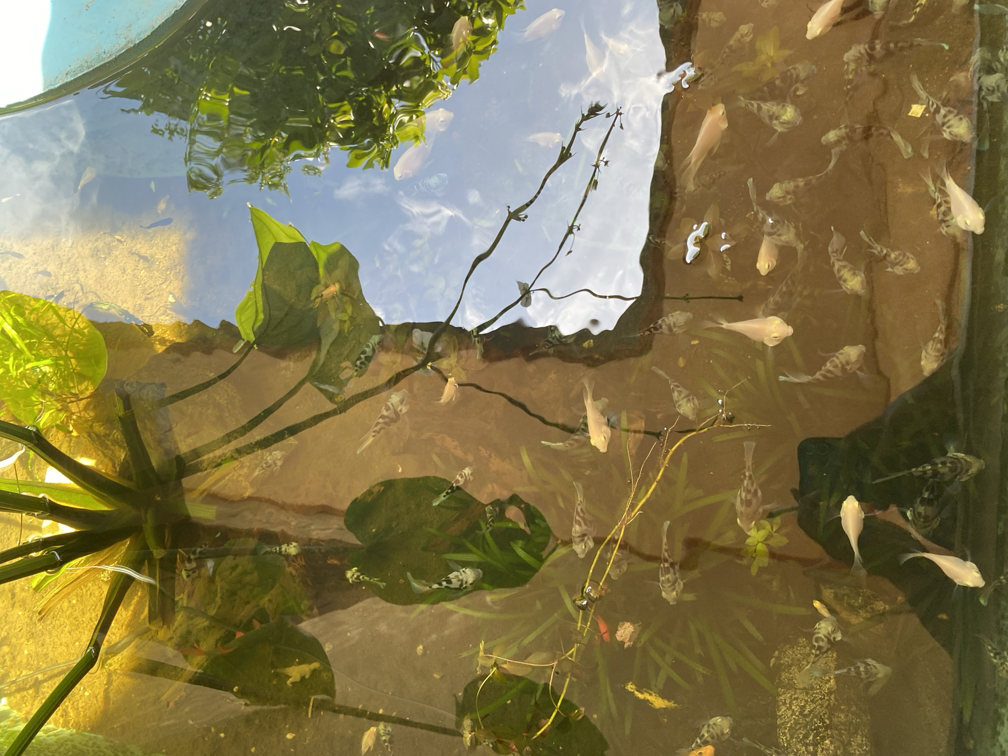 A top-down shot shows a collection of small fish swimming in a pond. The water is murky and brown, with visible reflections of the sky and greenery. Several large, green lily pads float on the surface, along with some thinner aquatic plants and dry leaves. The fish are mostly small and silver or patterned, and some appear to be guppies. One larger plant with thick stems and broad leaves is visible on the right side of the image. The pond appears to be outdoors, possibly in a garden. There are no people visible in the image.