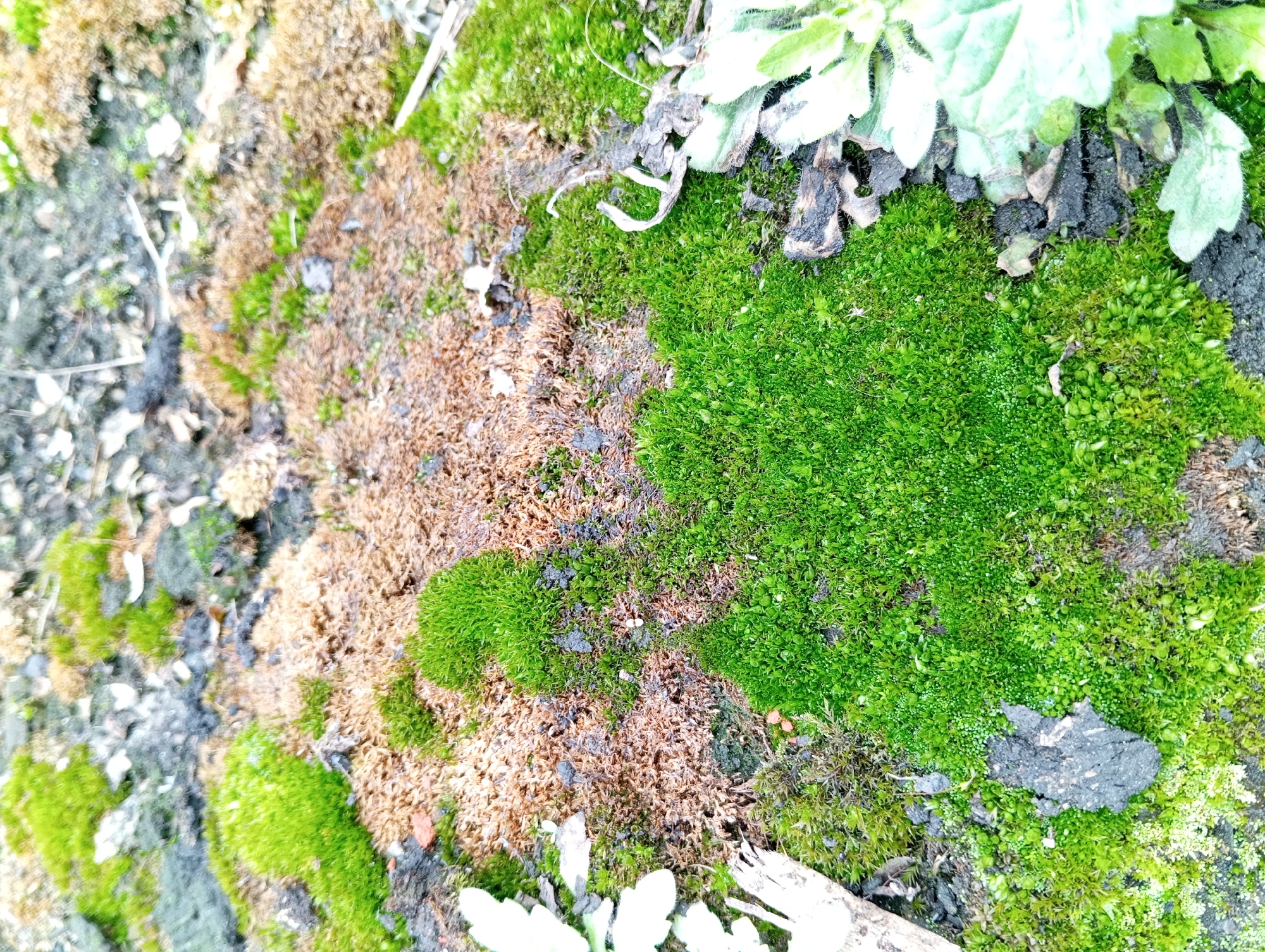 The image shows a close-up of moss and plant life on the ground. There are varying patches of green moss with some appearing brown and dry. Some leaves from a different plant are visible, near the top right. Dirt is also mixed in. It is unclear why this is located in Yurgamysh, Russia.
