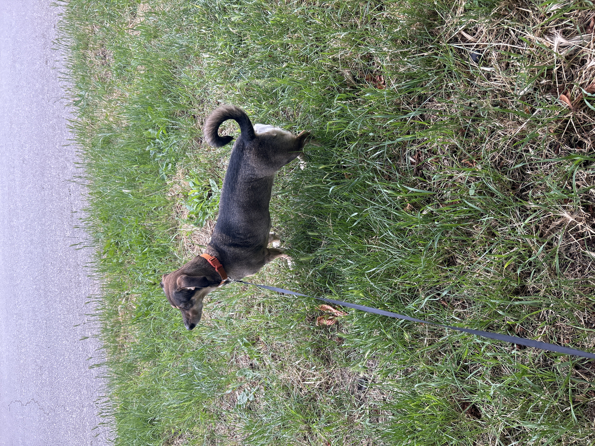An adult Dachshund mix dog with a short, brown and grey coat stands on a grassy area next to a paved surface. The dog is wearing an orange collar and is attached to a dark leash that trails onto the grass. The dog is looking to the left, with its tail curled over its back. The environment is outdoors, with green grass and a grey paved surface that appears to be a road or sidewalk. The lighting suggests it is daytime.