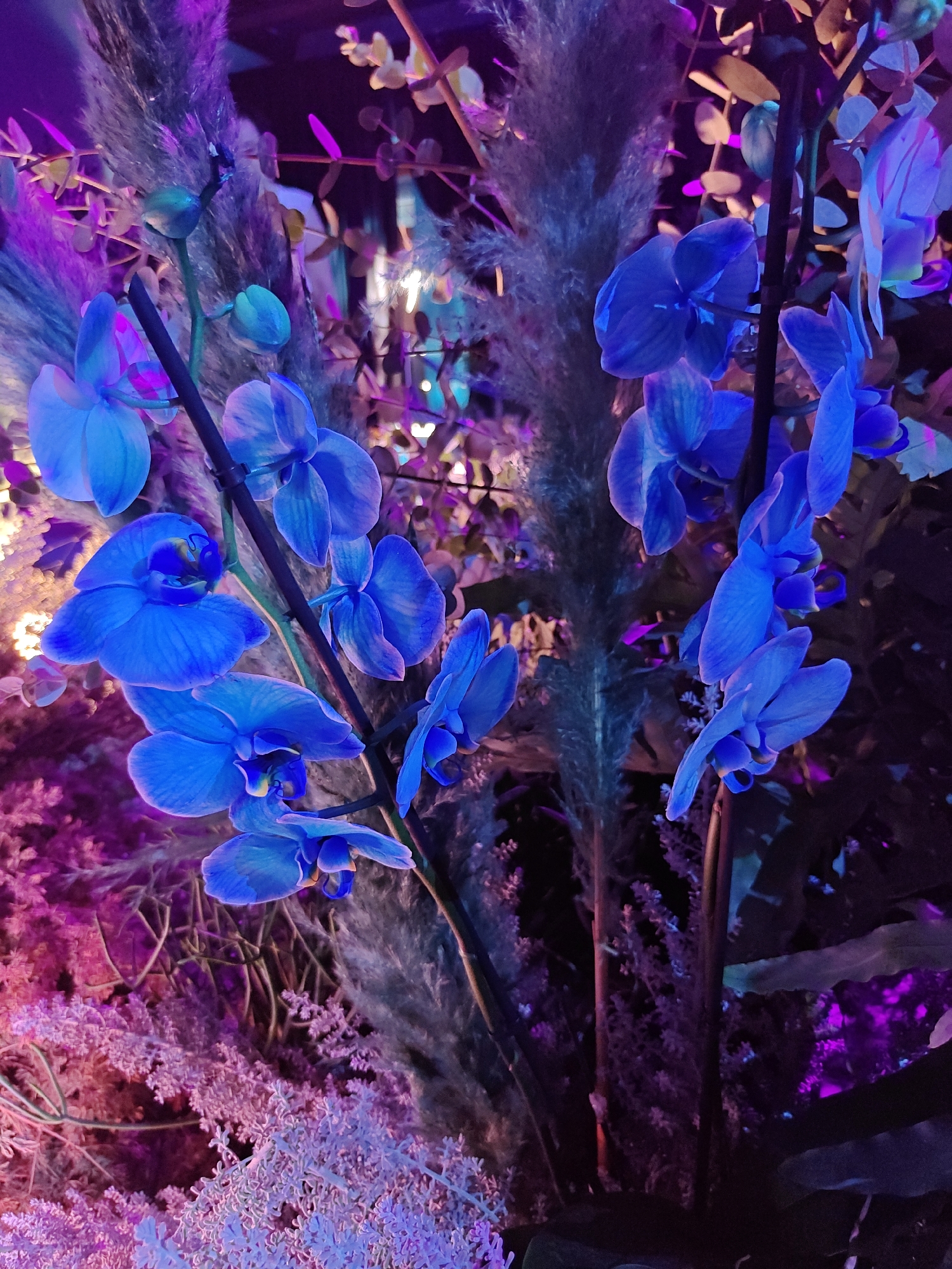 The image depicts a close-up view of blue orchids against a backdrop of dried reeds and blurred foliage, illuminated by vibrant purple and pink lighting. The overall effect is dramatic and artistic, suggesting a decorative arrangement or a scene from a dimly lit event or venue. There are no people visible in the image. The specific location in Tel Aviv, Israel cannot be determined from the visual information provided.