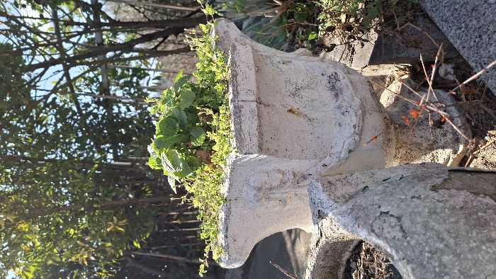 A weathered, off-white concrete or stone planter, resembling an ornate urn with carved details on its sides, is centrally positioned under bright daylight in Boreti, Montenegro. The planter displays a prominent vertical crack on its upper front-right side and exhibits surface wear. It contains a cluster of vibrant green, broad-leafed plants centrally, surrounded by smaller, lighter green ground cover and a few dried leaves. In the immediate foreground, a portion of another chipped, light-toned concrete or stone structure is visible, alongside dry twigs with small orange growths and loose soil. The background consists of dense green foliage from trees and shrubs under a clear blue sky, with some bare branches and structural elements interspersed. No individuals are present, nor are any active interactions depicted.