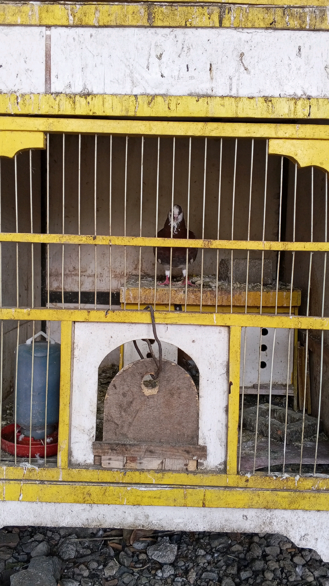 A pigeon is housed in a yellow and white cage, which is likely located in a pigeon coop in the city of Semarang, Indonesia. The pigeon is dark brown with white markings on its chest and face, and is standing on a wooden platform inside the cage. The cage itself is made of metal bars and has a wooden frame. There is a blue water dispenser on the left side of the cage, and a circular wooden object hanging from a string in the center. The ground outside the cage is covered in small rocks.