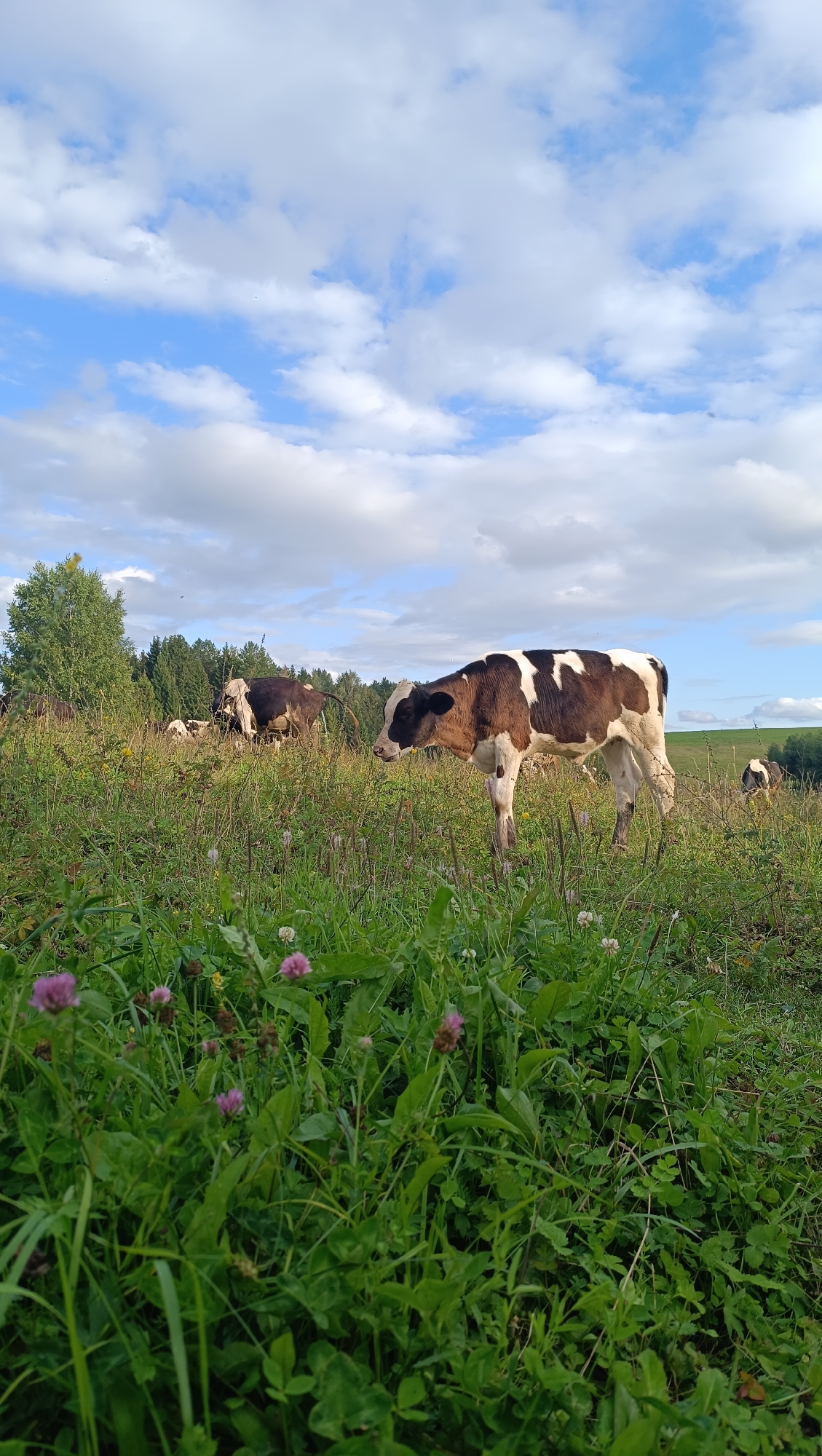 A vertical, eye-level outdoor photograph shows a young brown and white calf standing in a grassy field under a blue sky with scattered white clouds. The calf is facing left, with its head lowered slightly as if grazing. Its body is mostly brown with irregular white patches. In the background, other cows are visible in the field, some appearing to be lying down or grazing. A line of trees forms the distant horizon, with a few birds flying in the sky. The foreground is filled with lush green grass and small pink wildflowers, some of which are in focus. The overall scene is pastoral and serene, suggesting a rural setting. The image is located in Karsha, Russia.