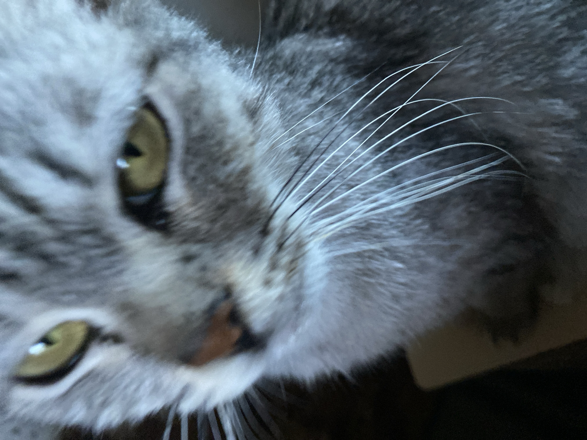 The image shows a close-up, slightly blurred view of a tabby cat's face. The cat has yellow-green eyes and gray and black striped fur. Its whiskers are visible, fanning out from its muzzle. The background is out of focus and appears to be a dark, indoor setting. There is no indication of Nova Praha, Ukraine, in this image.